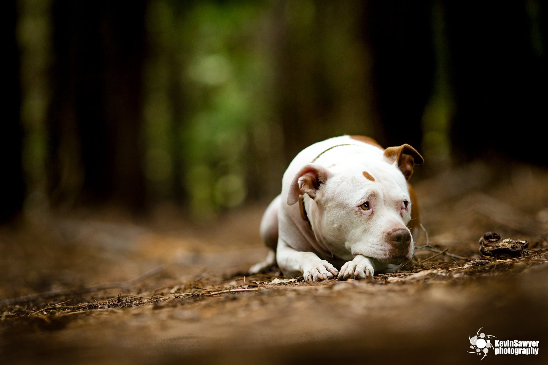 Lake-tahoe-dog-photographer-photography-truckee-reno-city-north-south-canine-puppy-pet-top-best-good-great