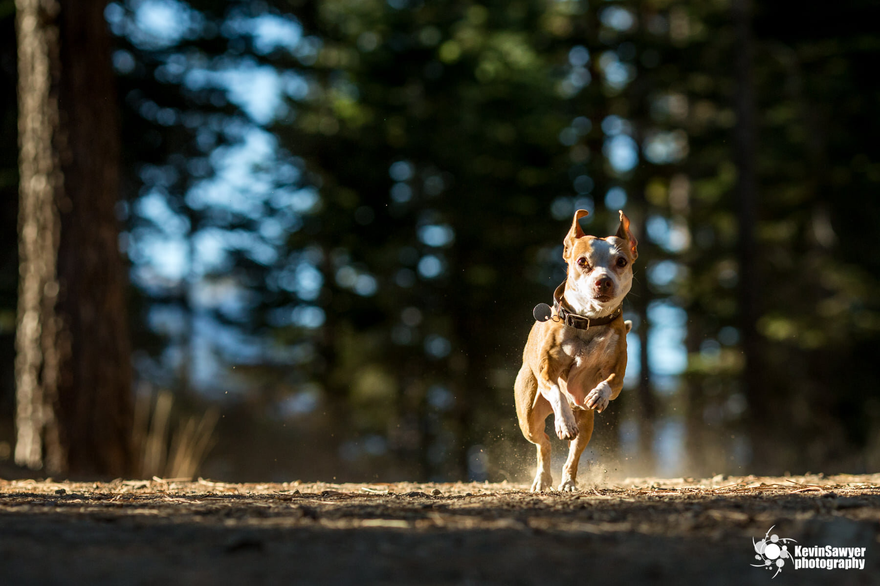 Lake-tahoe-dog-photographer-photography-truckee-reno-city-north-south-canine-puppy-pet