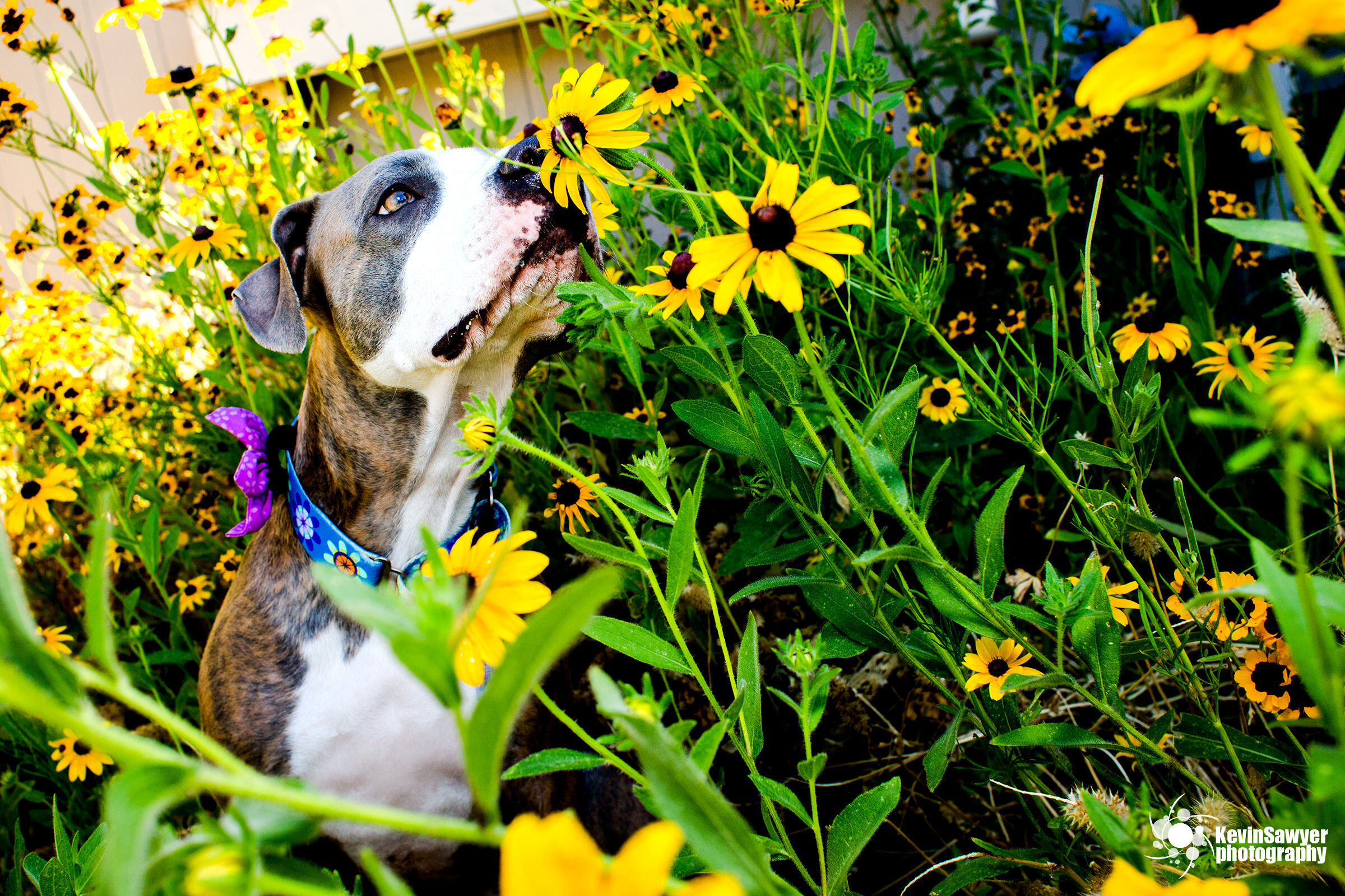 Lake-tahoe-dog-photographer-photography-truckee-reno-city-north-south-canine-puppy-pet