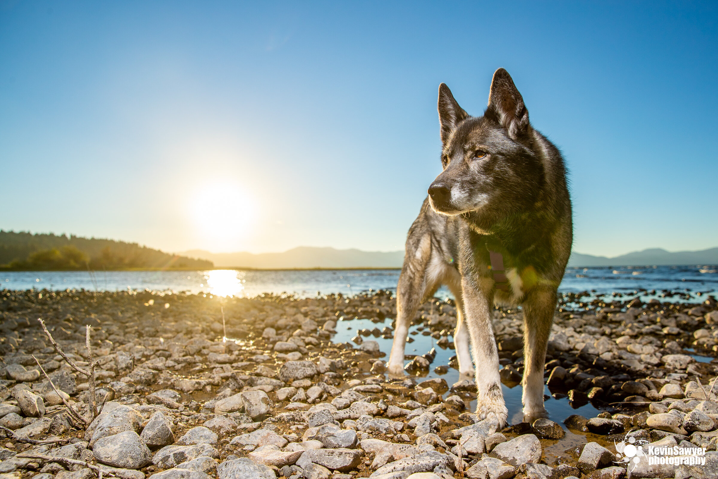 Lake-tahoe-dog-photographer-photography-truckee-reno-city-north-south-canine-puppy-pet-top-best-good-great