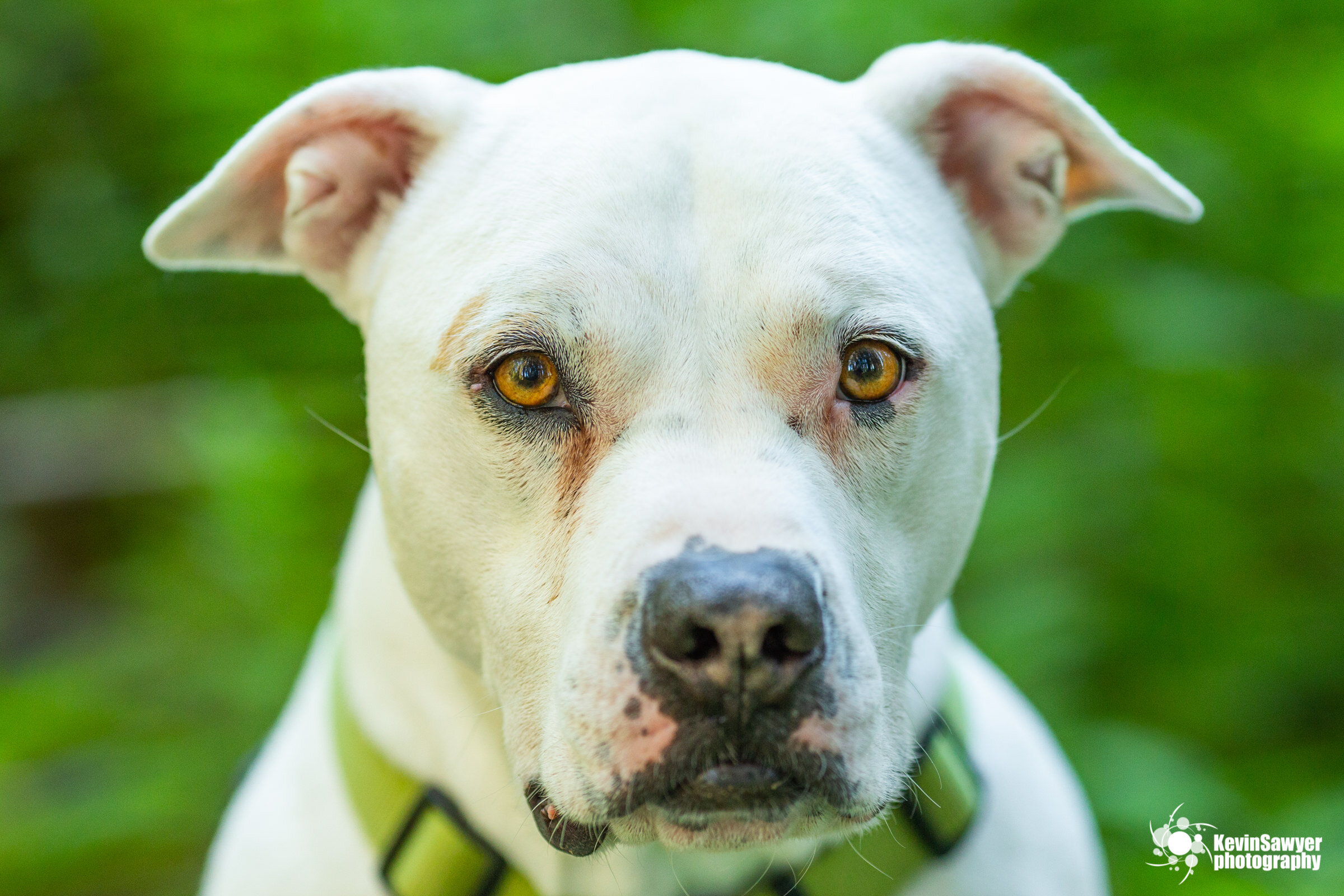 Lake-tahoe-dog-photographer-photography-truckee-reno-city-north-south-canine-puppy-pet