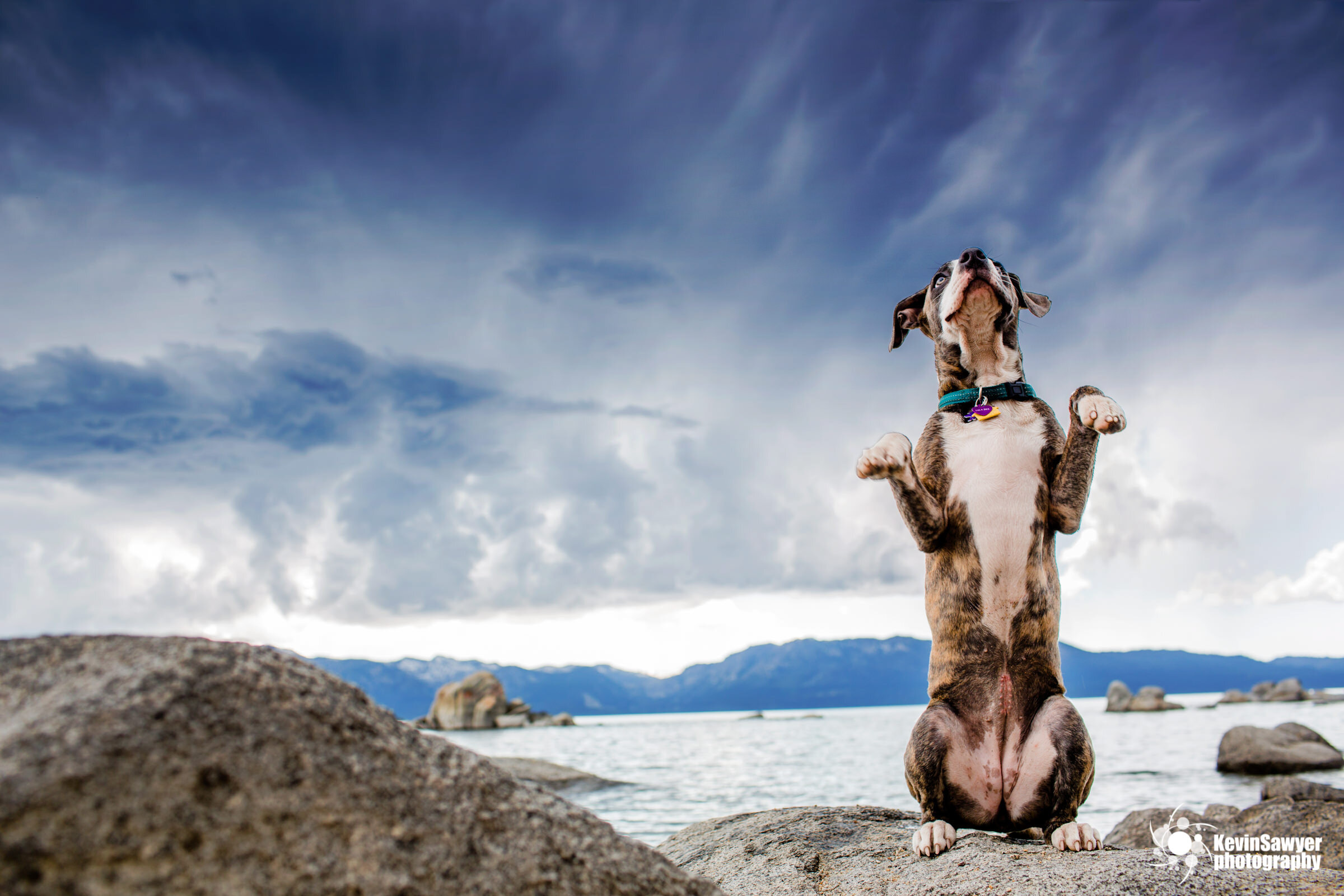 Lake-tahoe-dog-photographer-photography-truckee-reno-city-north-south-canine-puppy-pet