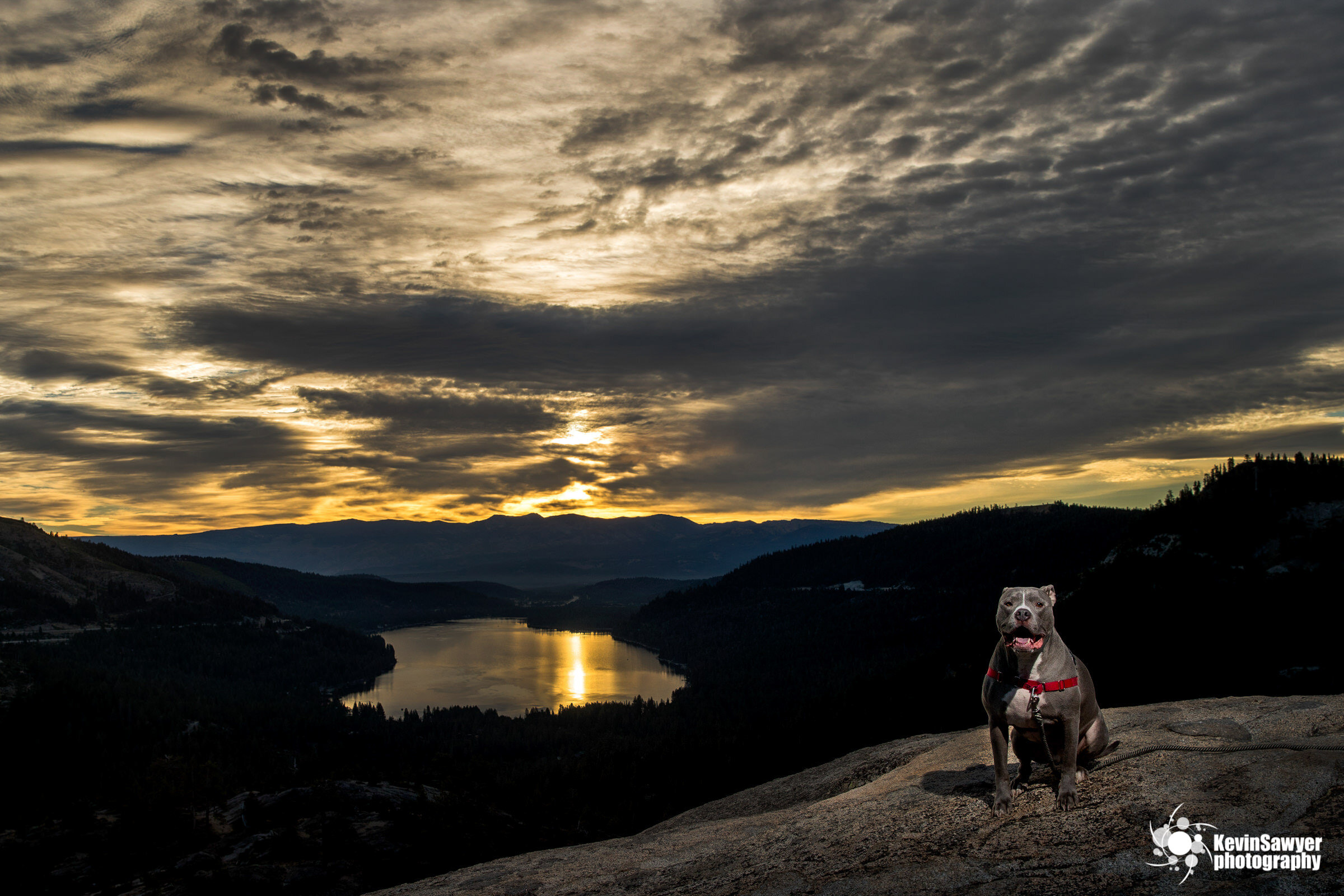 lake tahoe photographerLake-tahoe-dog-photographer-photography-truckee-reno-city-north-south-canine-puppy-pet