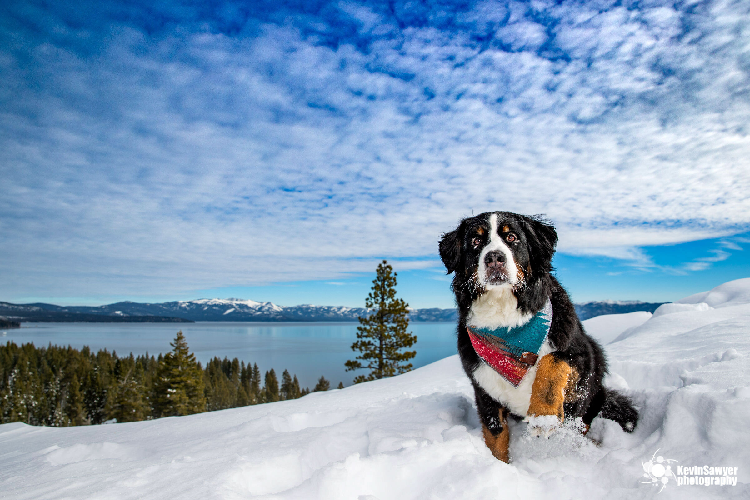 Lake-tahoe-dog-photographer-photography-truckee-reno-city-north-south-canine-puppy-pet