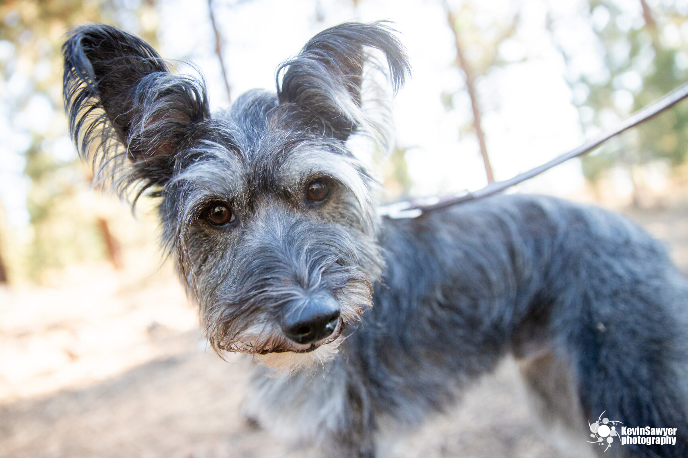 Lake-tahoe-dog-photographer-photography-truckee-reno-city-north-south-canine-puppy-pet