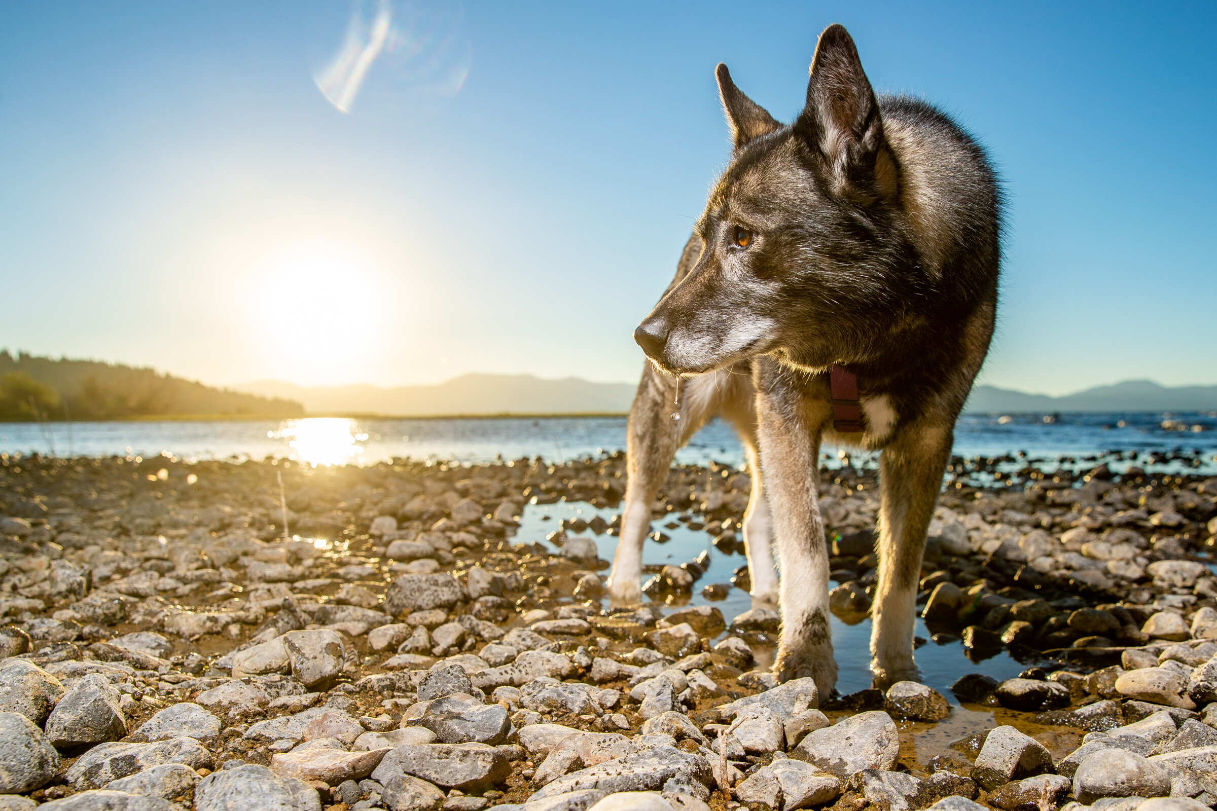 Lake-Tahoe-Family-Dog-Pet-Portrait-Photographer-photography-truckee-reno-top-best