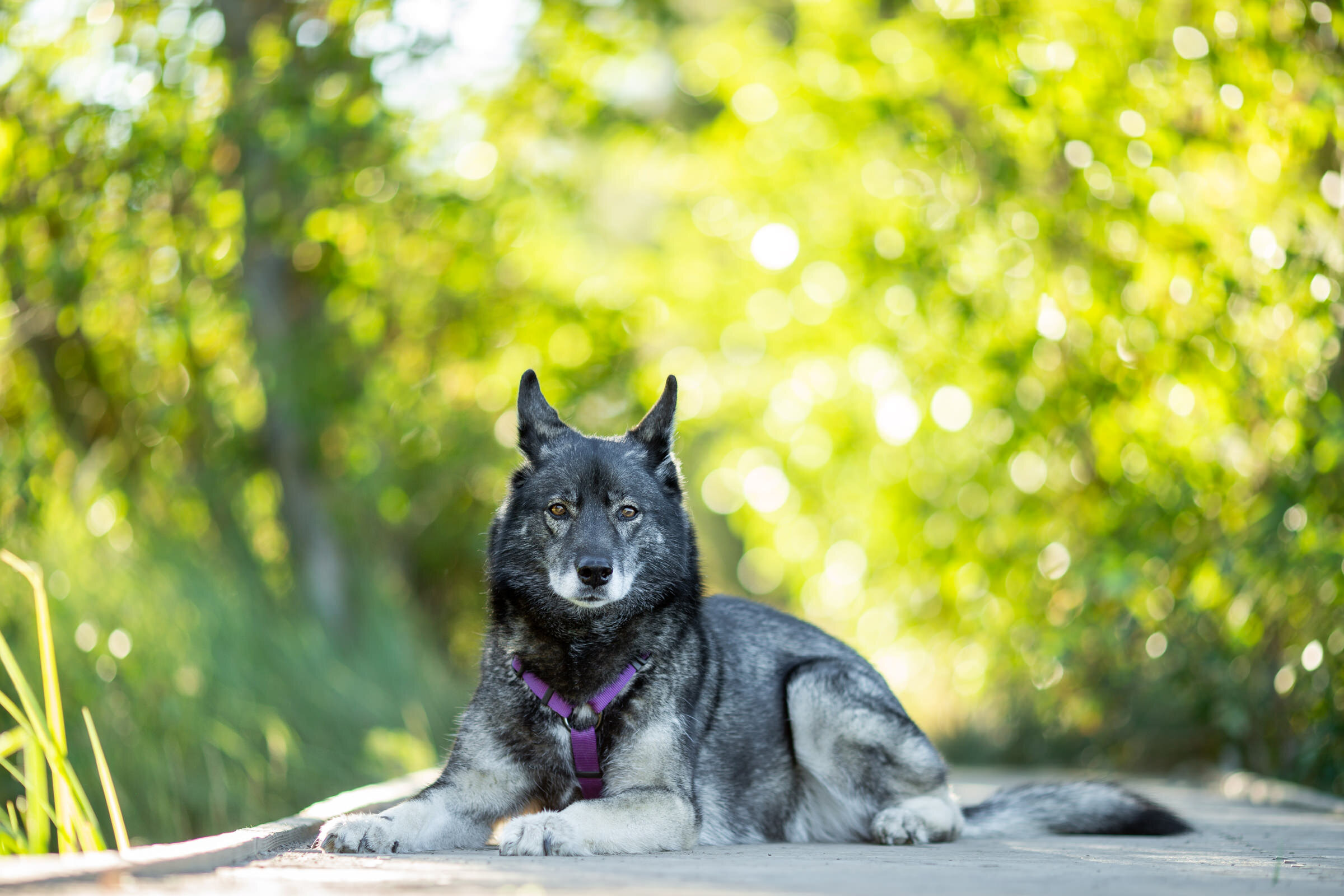 Lake-Tahoe-Family-Dog-Pet-Portrait-Photographer-photography-truckee-reno-top-best