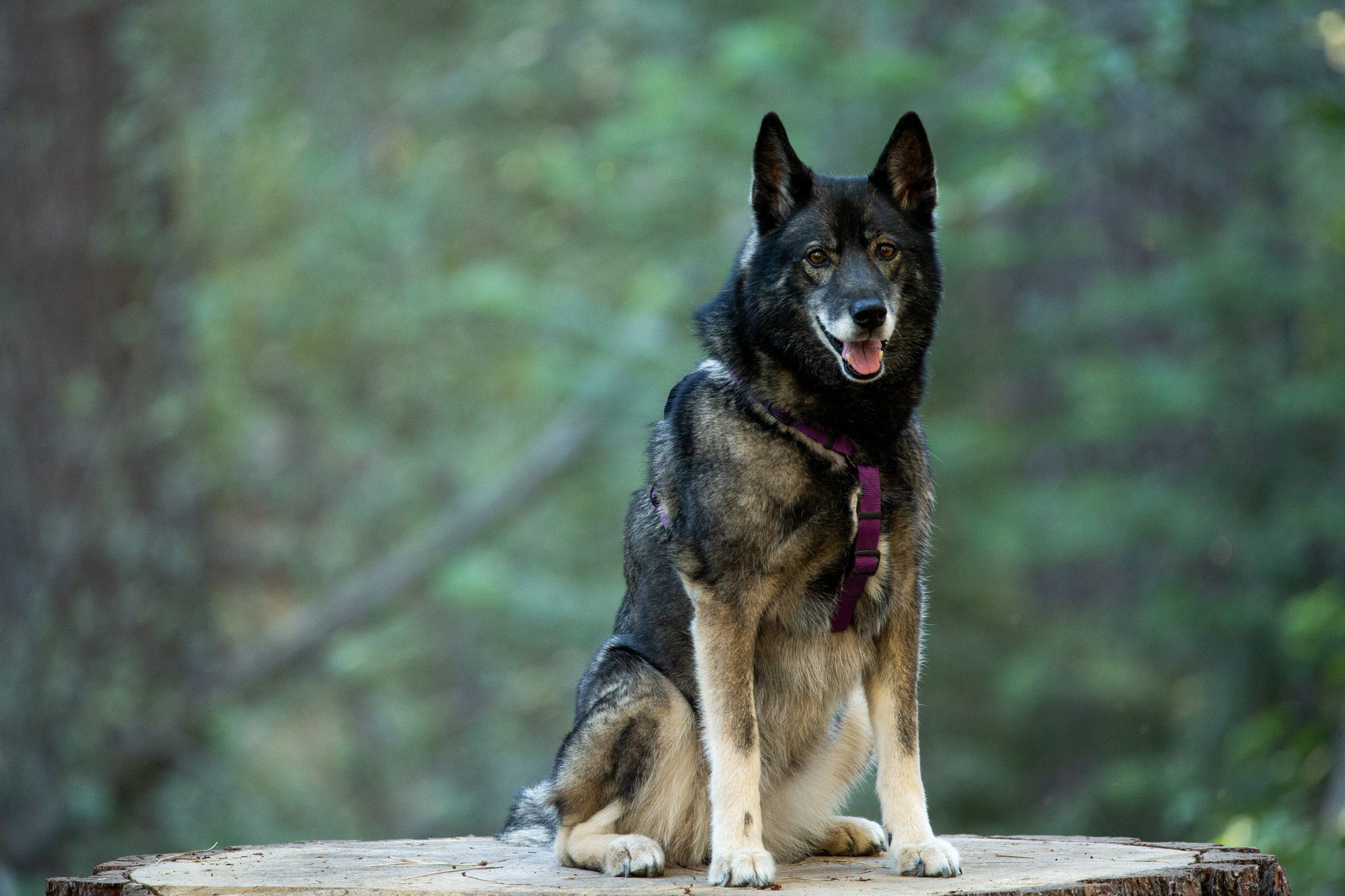 Lake-Tahoe-Family-Dog-Pet-Portrait-Photographer-photography-truckee-reno-top-best