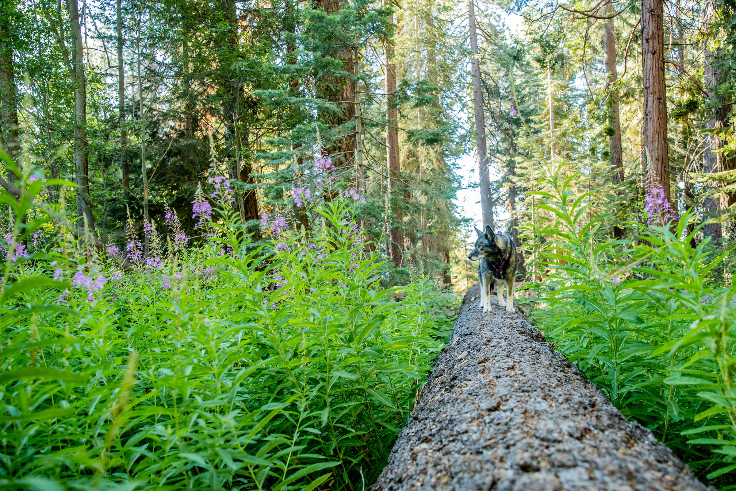 Lake-Tahoe-Family-Dog-Pet-Portrait-Photographer-photography-truckee-reno-top-best