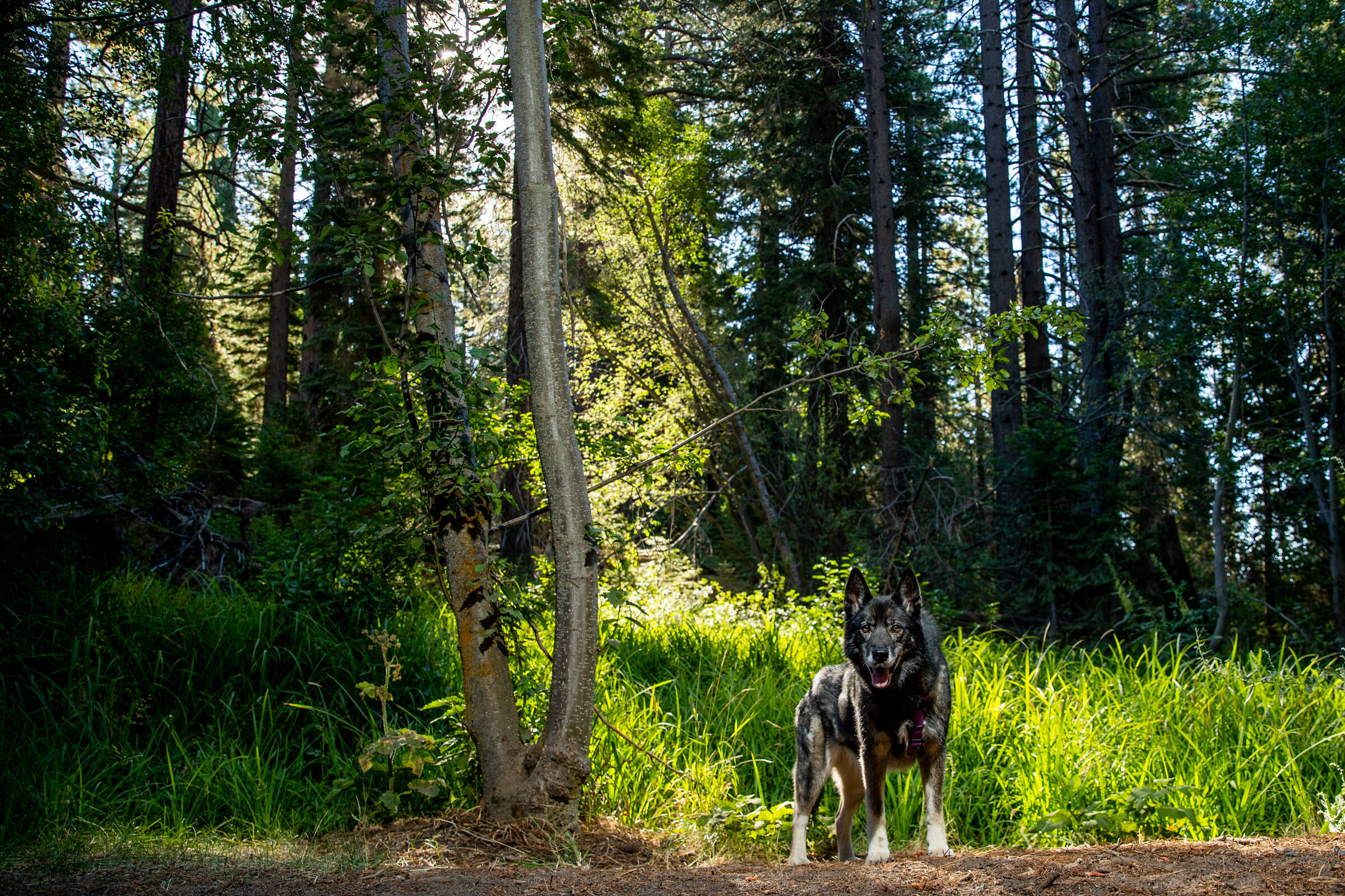 Lake-Tahoe-Family-Dog-Pet-Portrait-Photographer-photography-truckee-reno-top-best