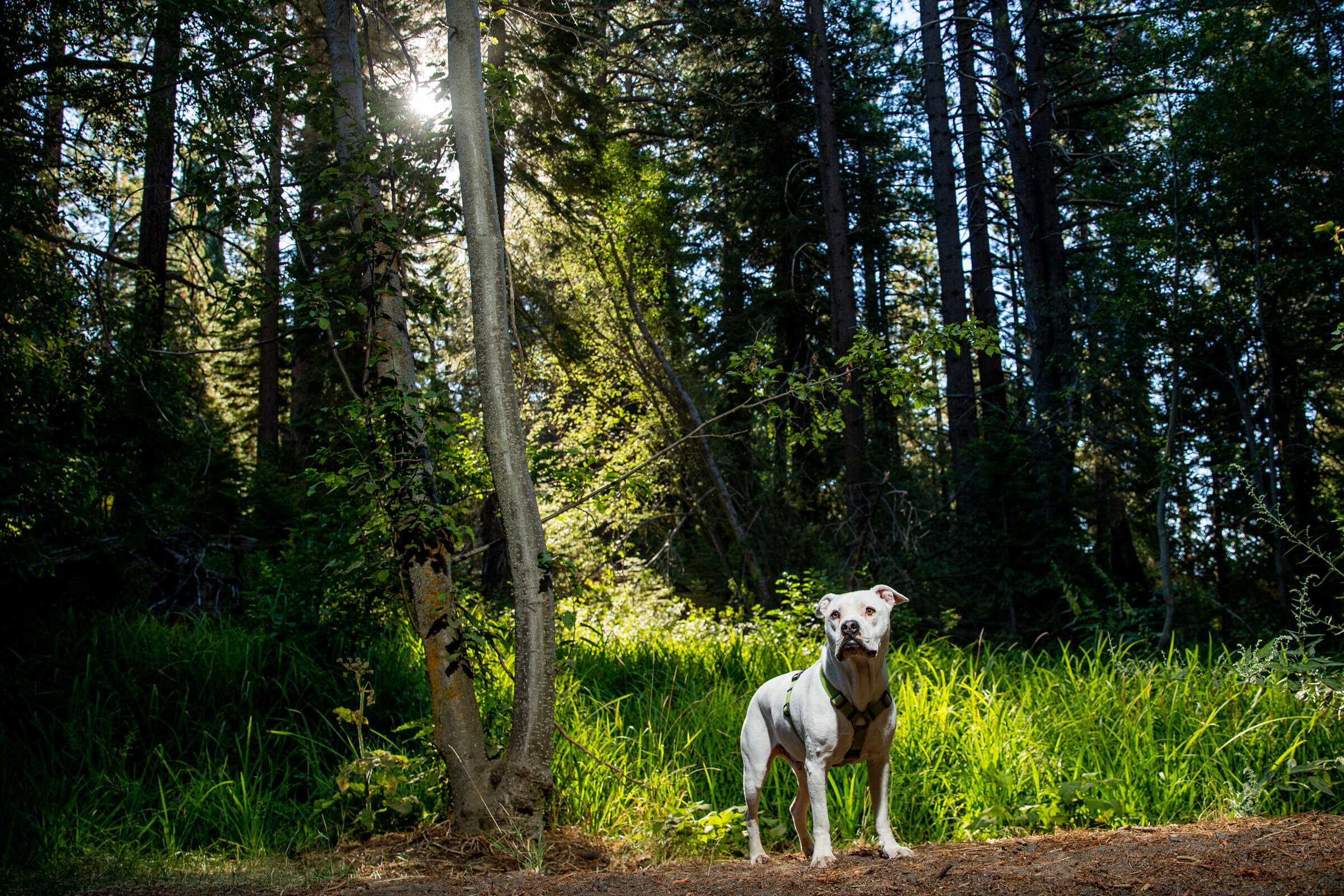 Lake-Tahoe-Family-Dog-Pet-Portrait-Photographer-photography-truckee-reno-top-best