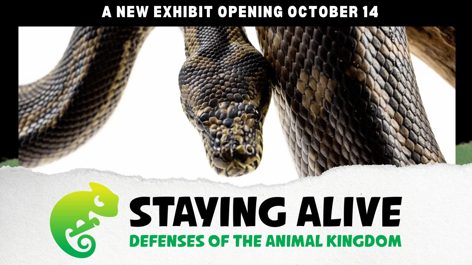 StayingAlive - Yodeck (2).jpg