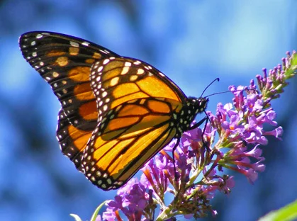 butterflypark.jpg