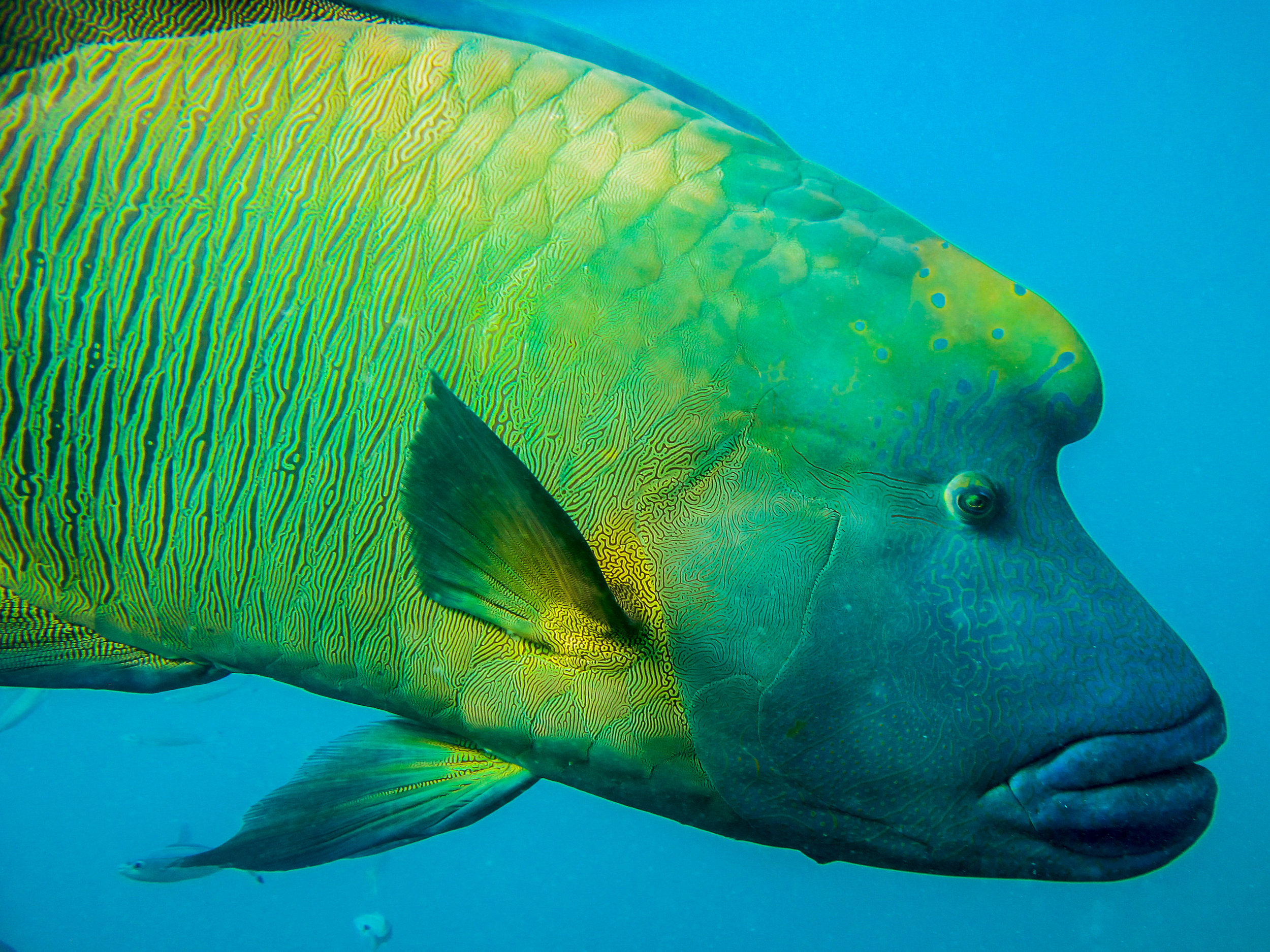 The humphead maori wrasse (Cheilinus undulatus). © V. Huertas.