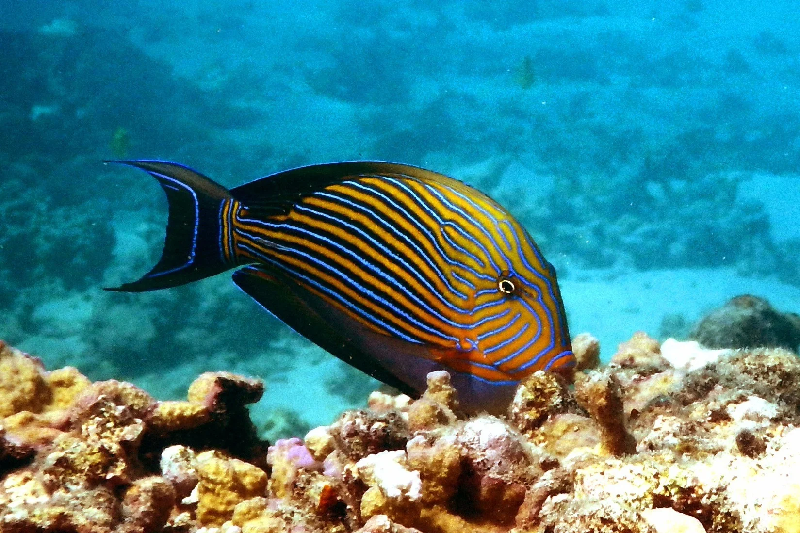 A lined surgeonfish (Acanthurus lineatus). © S.B. Tebbett.