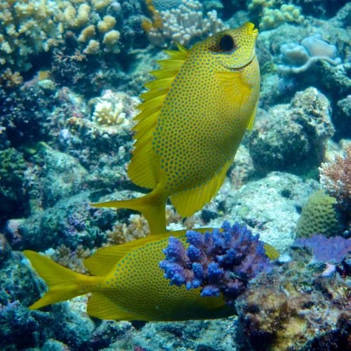 Rabbitfish Pair.jpg