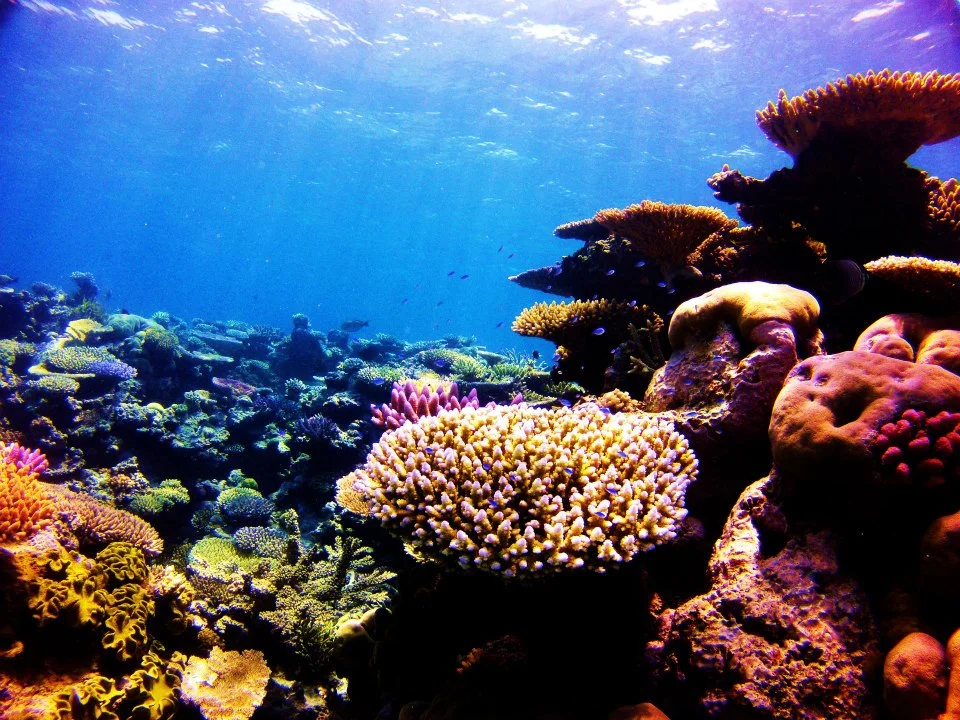 Reef 2.jpg