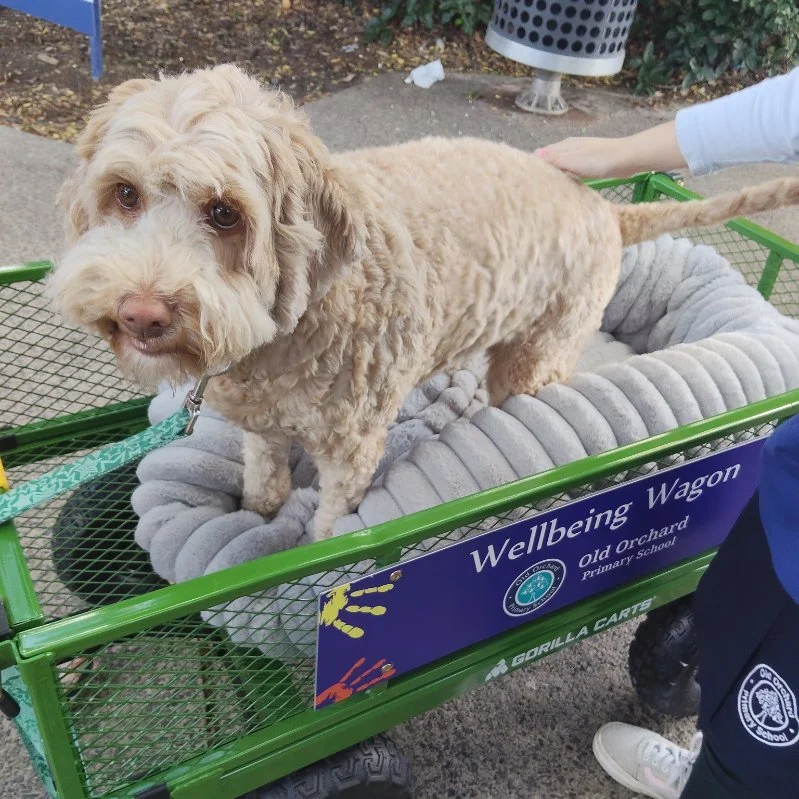 Ginger, wellbeing wagon 2.jpg