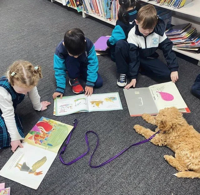 ginger library 1.jpg