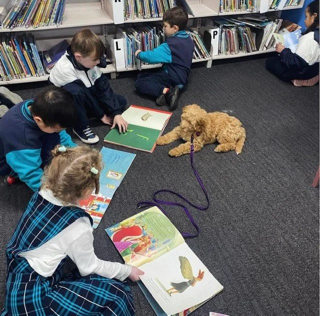 ginger library 4.jpg