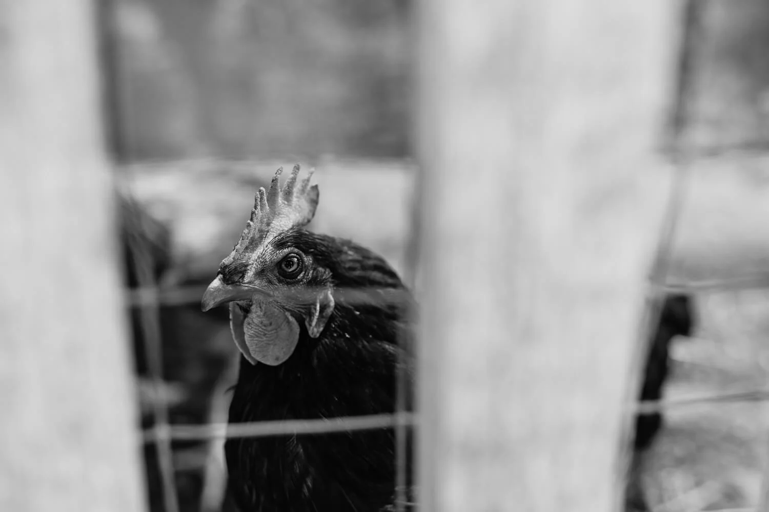The Pass Podcast - Jo Barrett (BTS)-83.jpg