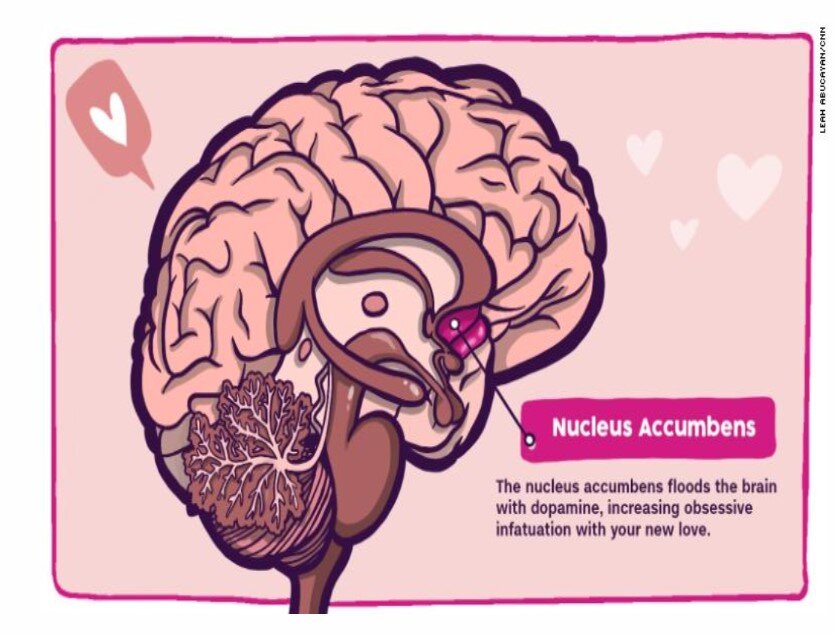 Happy Valentine's Day from your Brain! — Insight Neuropsychology