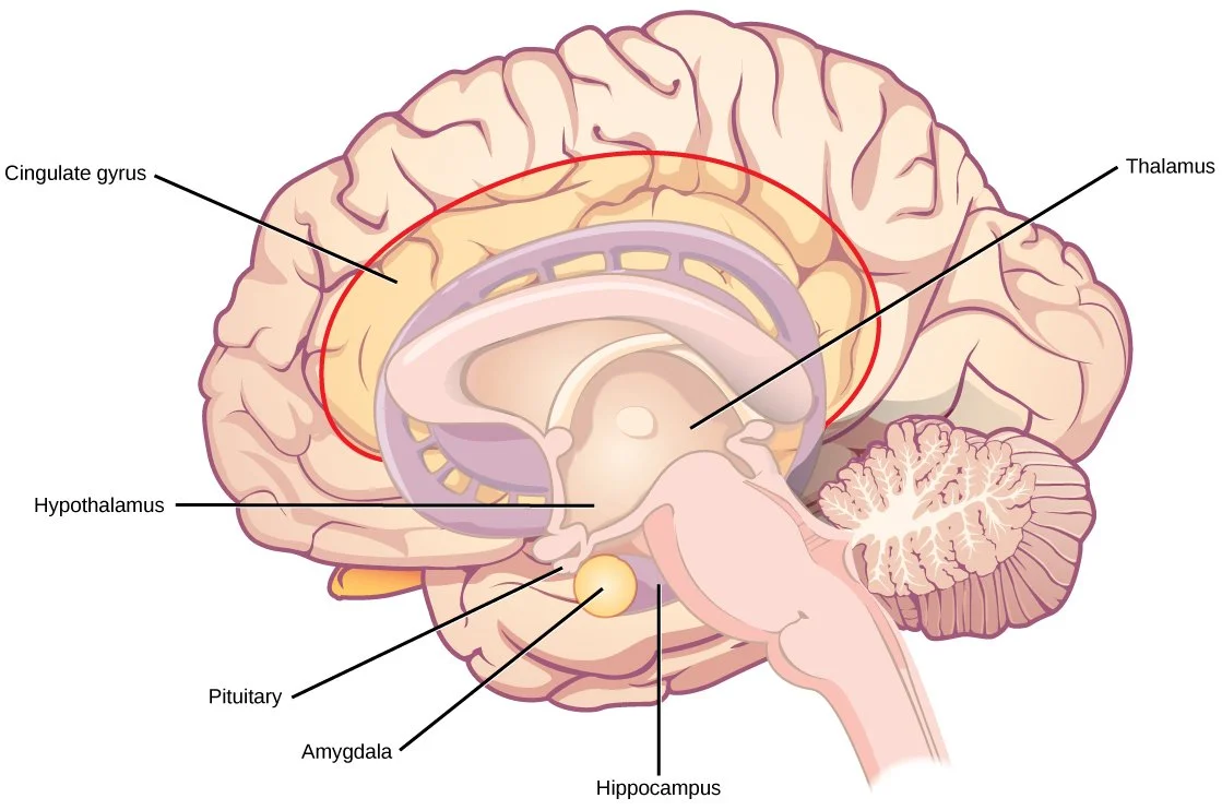 limbic system.jpg
