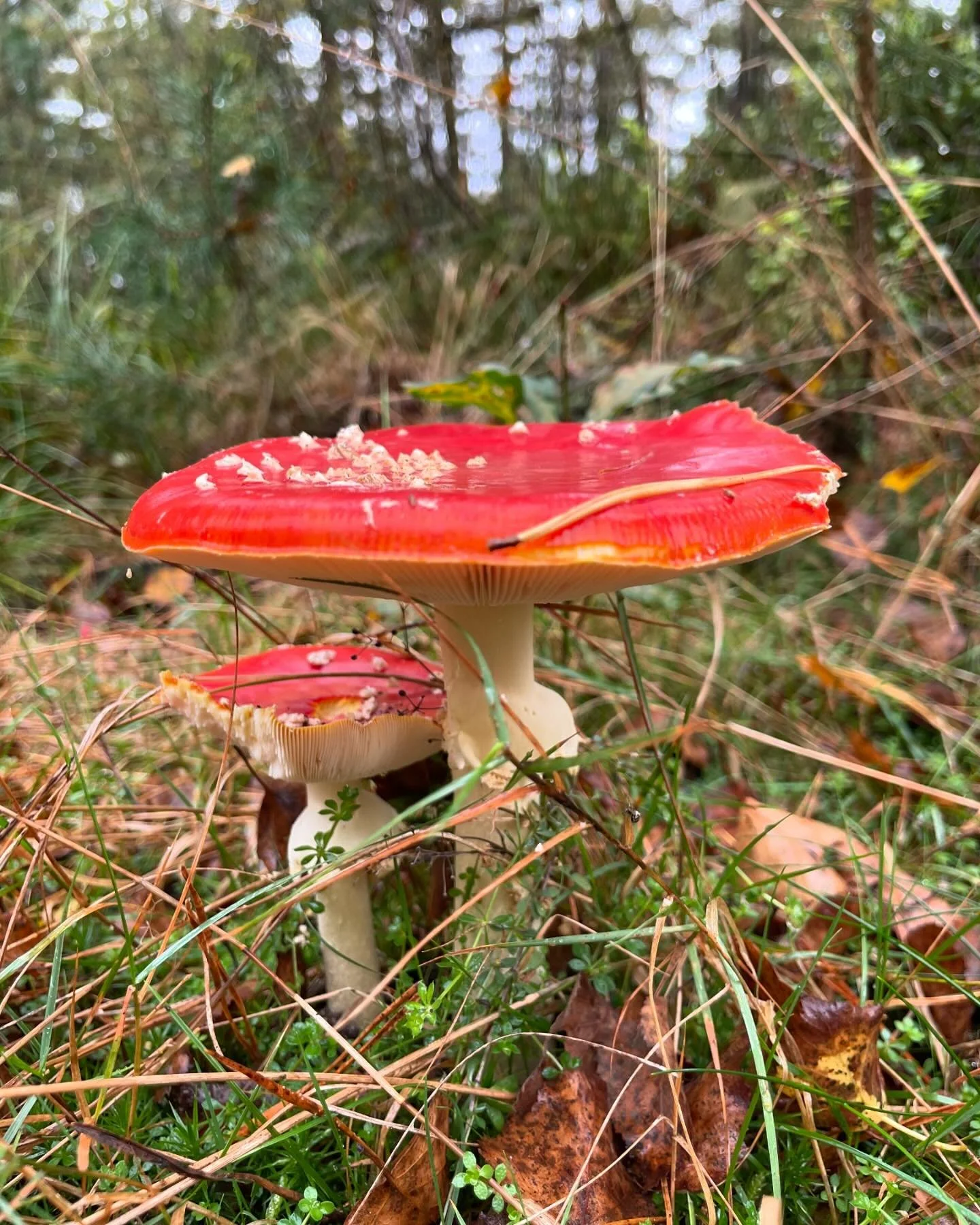 (blijft leuk) 

&ldquo;Ergens, diep in het eindeloze bos achter landgoed Dennenholt&hellip;&rdquo;

 #dennenholt #bijzonderplekje #origineelovernachten #boshuisje #veluwe #vierhouten #weekendjeweg #vakantieineigenland #hondenwelkom #huisjemetkachel #