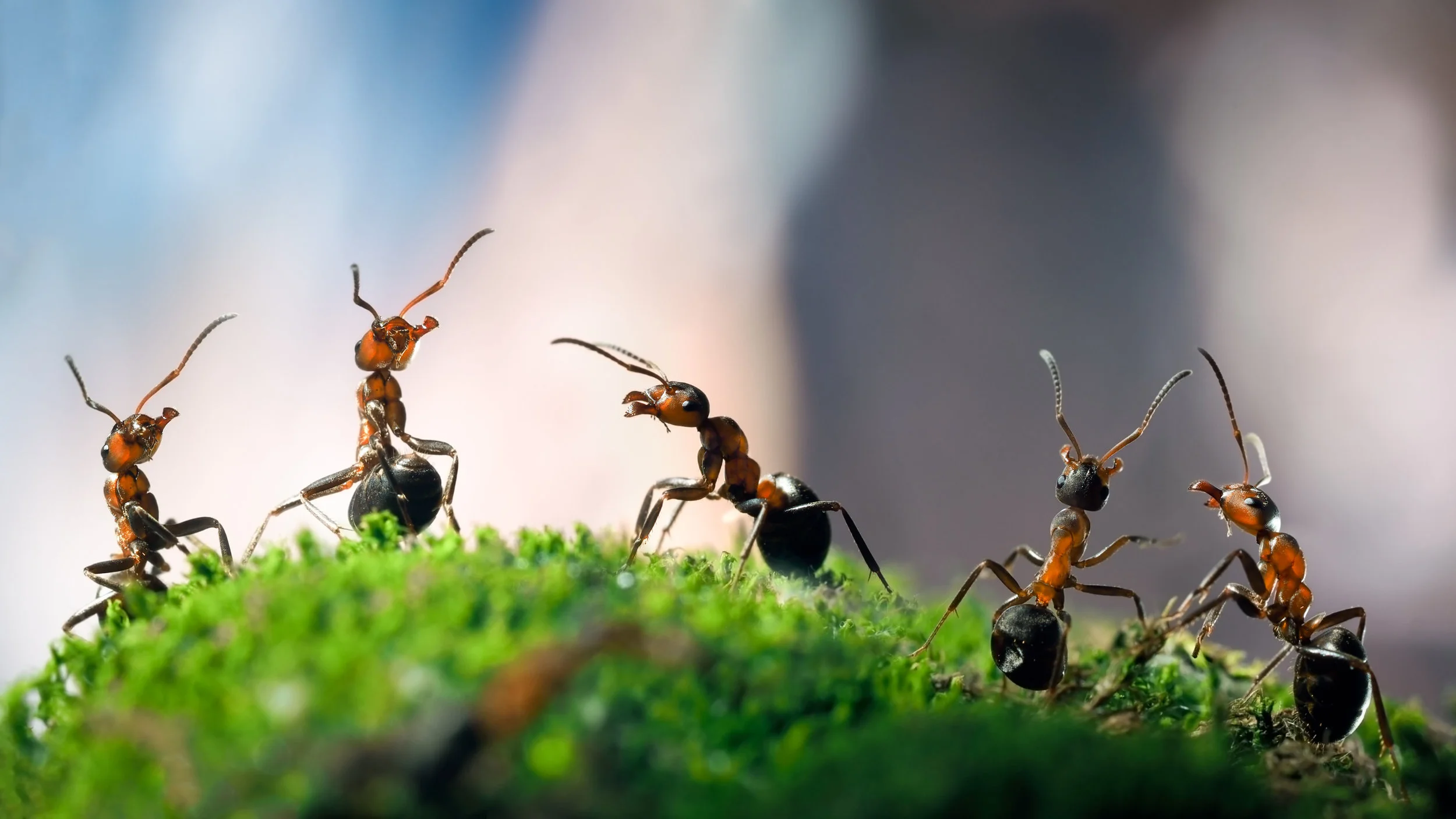AdobeStock_94166772_WM.jpeg