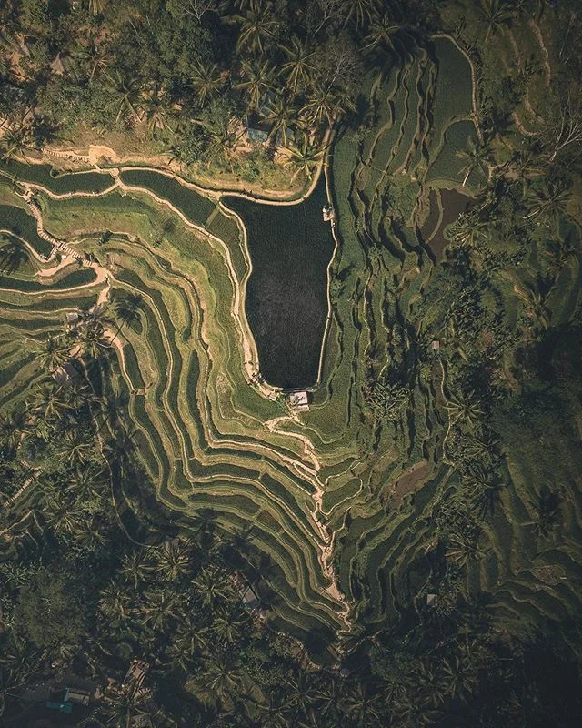 When in Bali, shoot the classics 🌾🍃
Was stoked to finally see this place in person, definitely a lot more crowded than in photos but well worth a visit!

#baliindonesia #thebalibible #ubudricefields #wonderfulindonesia