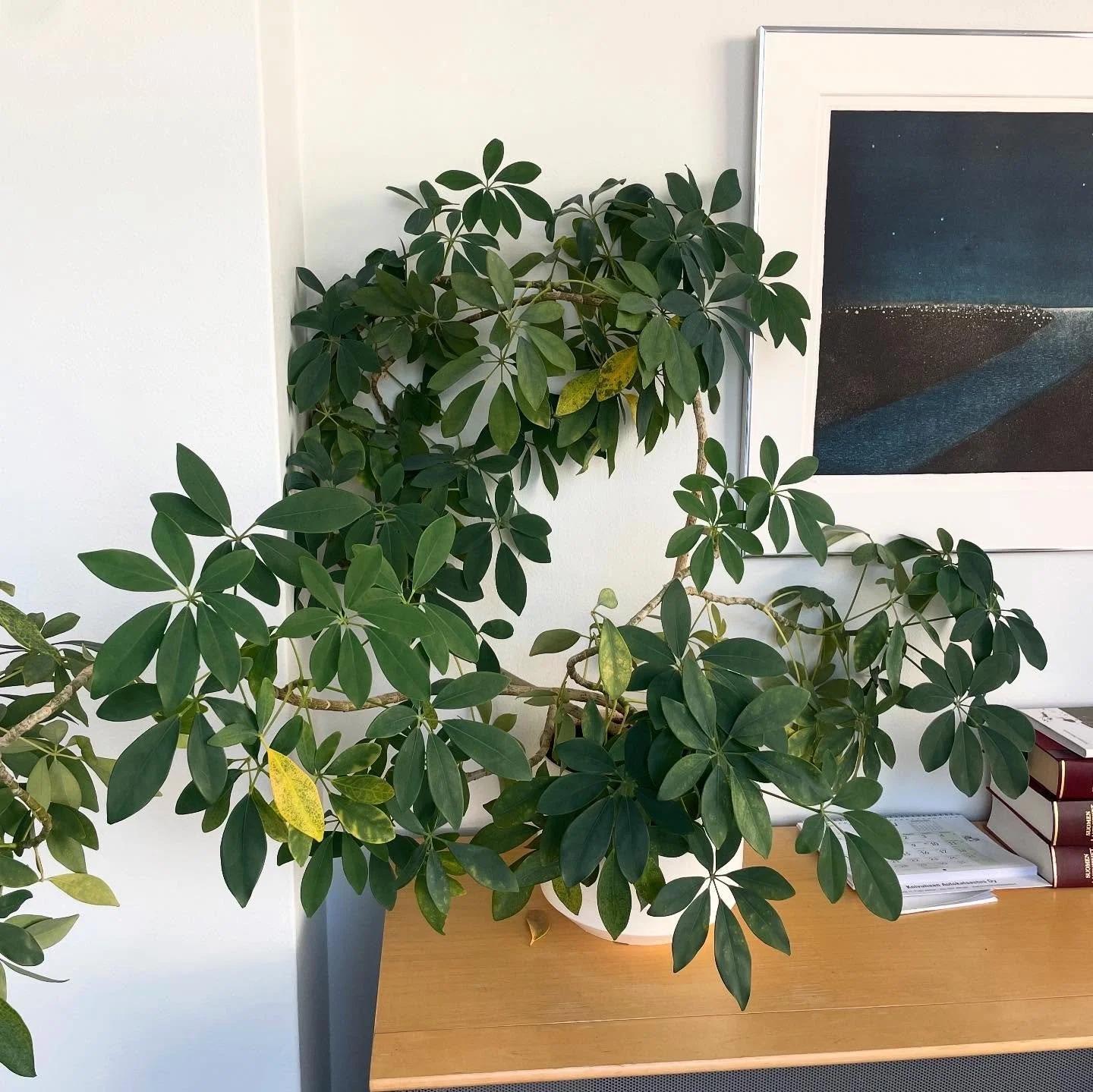 Viherkasvit toimistoissa tuovat paljon hyötyjä paitsi visuaalisen miellyttävyyden, myös terveyden kannalta 🌱 
Toimistossamme on tällä hetkellä 15 kasvia ilahduttamassa työpäiviä. Kuvan siroliuska-ar