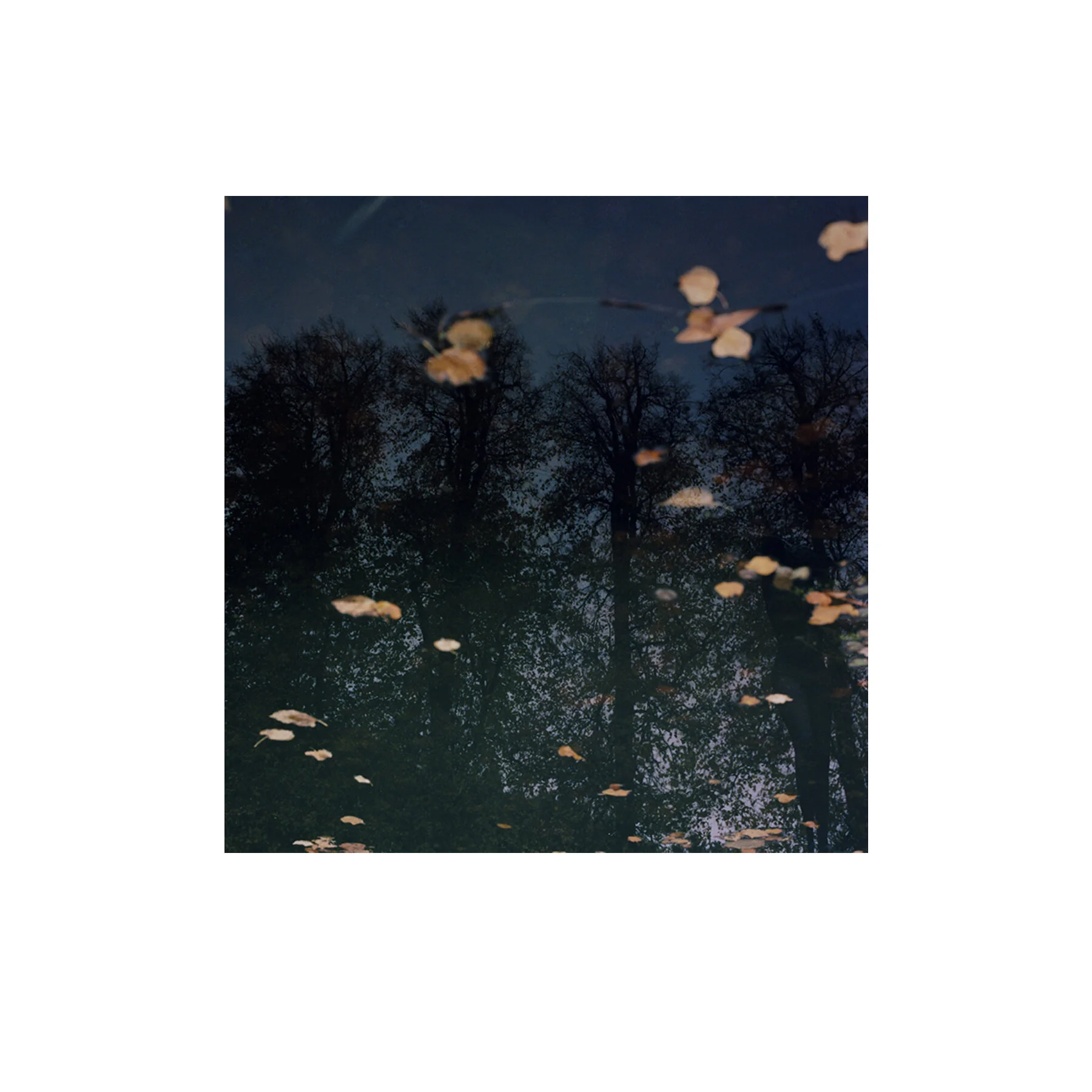 leaves 003.jpg