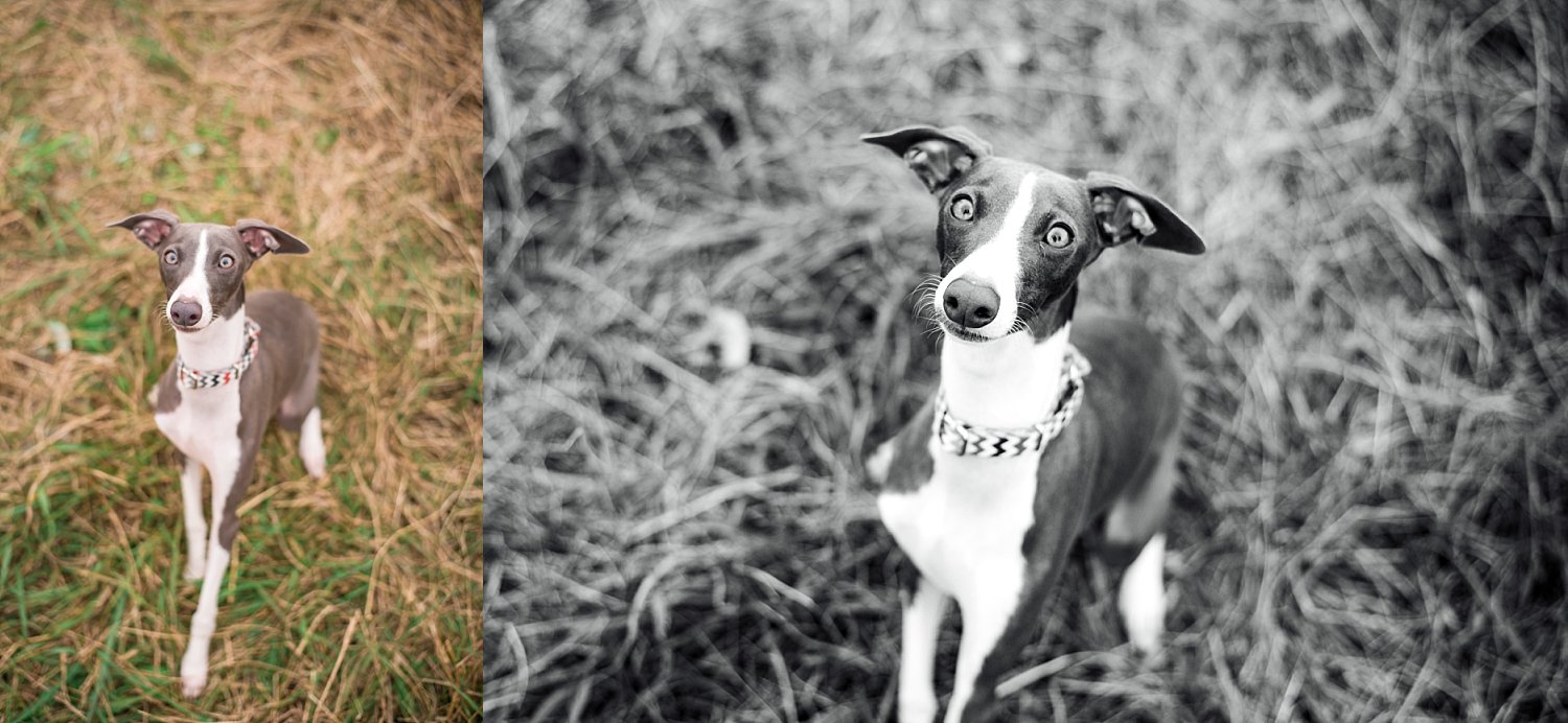Italian Greyhound puppy, grey, sitting in grass at Berry Patch Farms