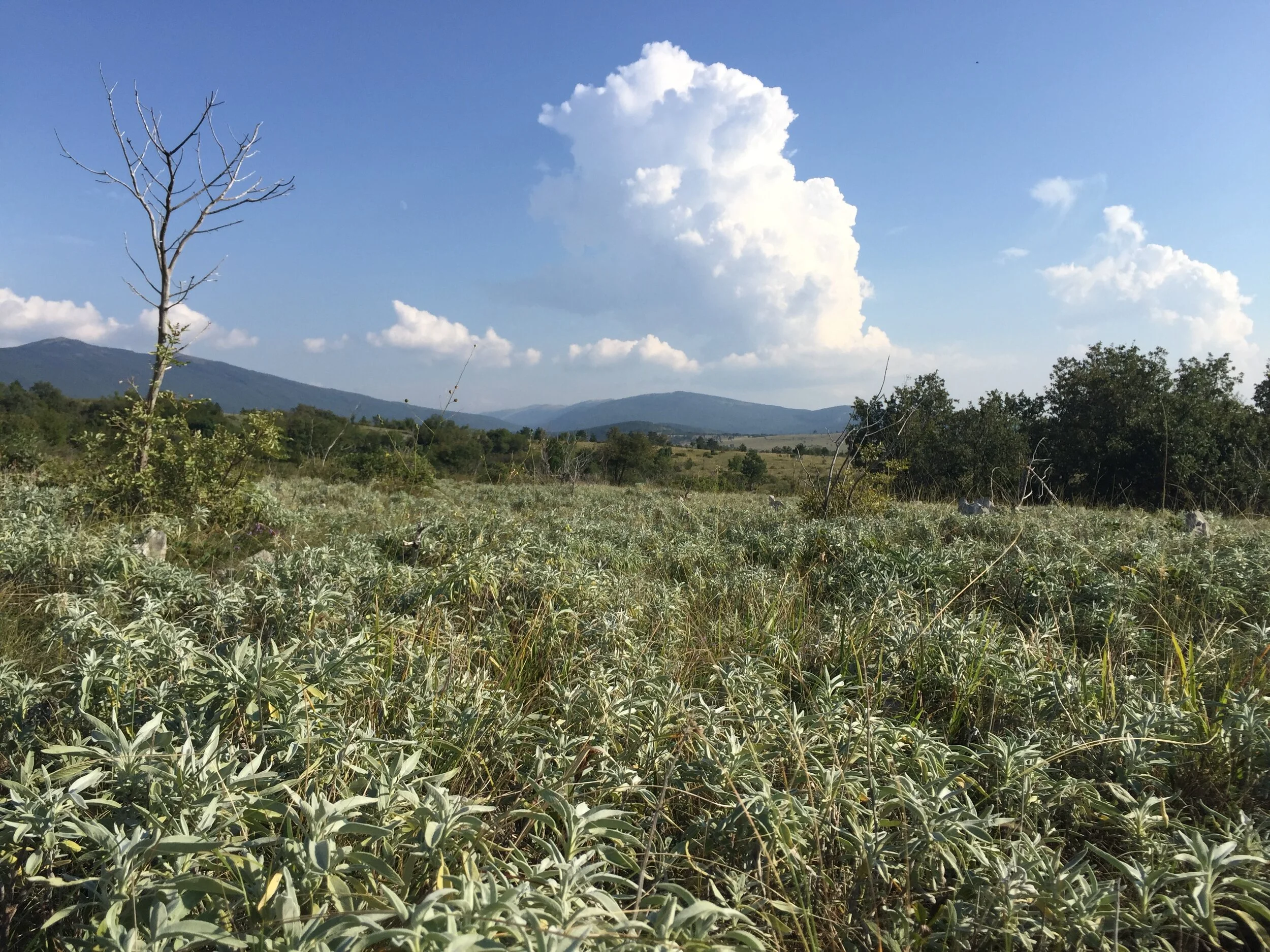 GIBALNI ODDIH NA KRASU - CENTER IN FLOW