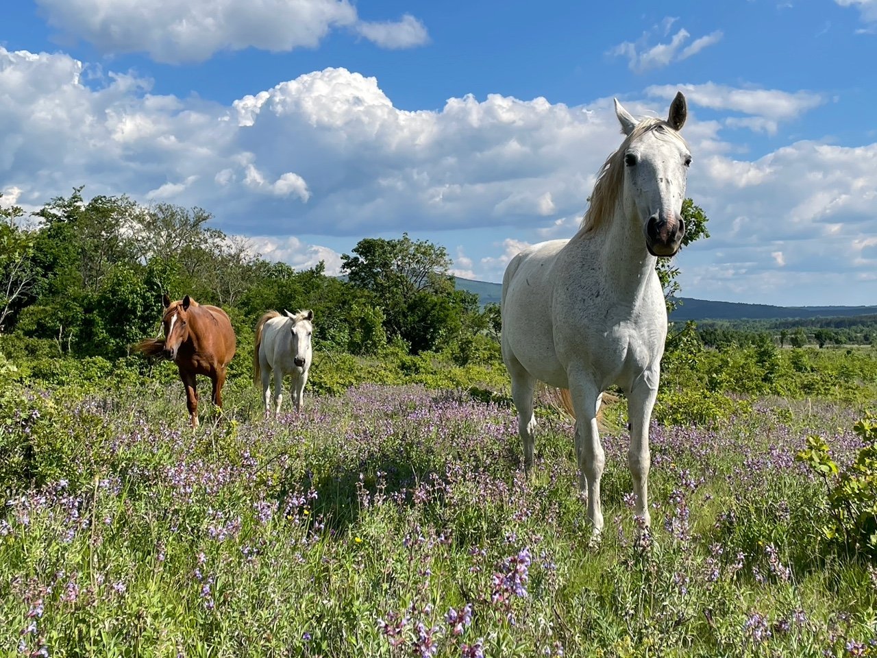 GOVORICA TELESA IN PREZENCA (PETRINJE, 9-17H)