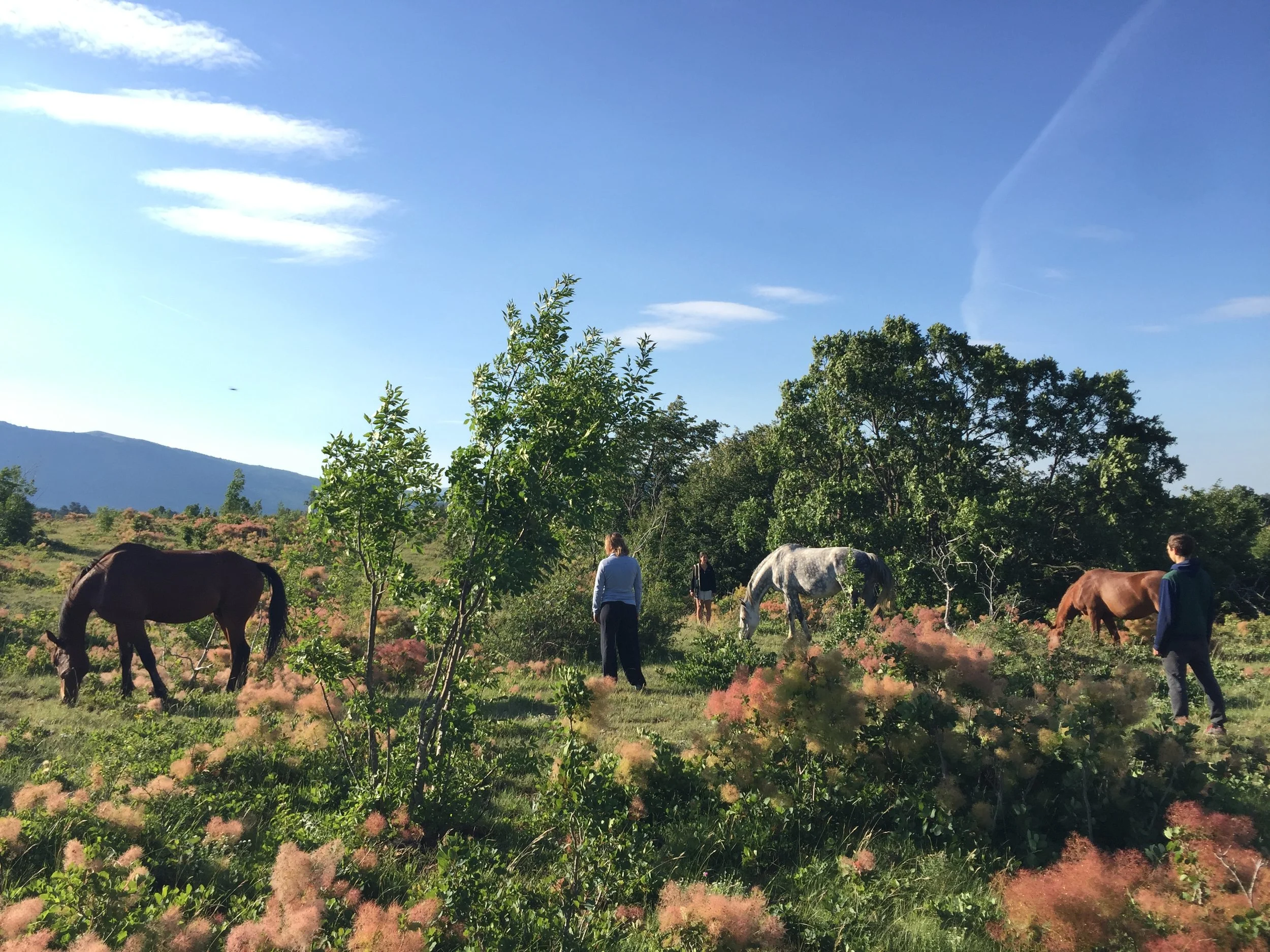 GOVORICA TELESA IN PREZENCA S KONJI