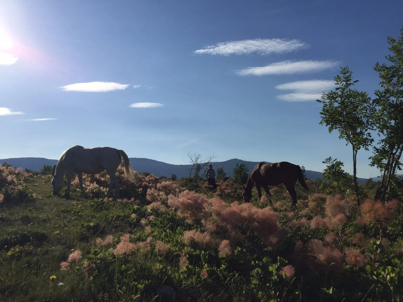 UTELEŠANJE ZAVEDANJA IN PREZENCA: STIK S PROSTOŽIVEČO ČREDO KONJ