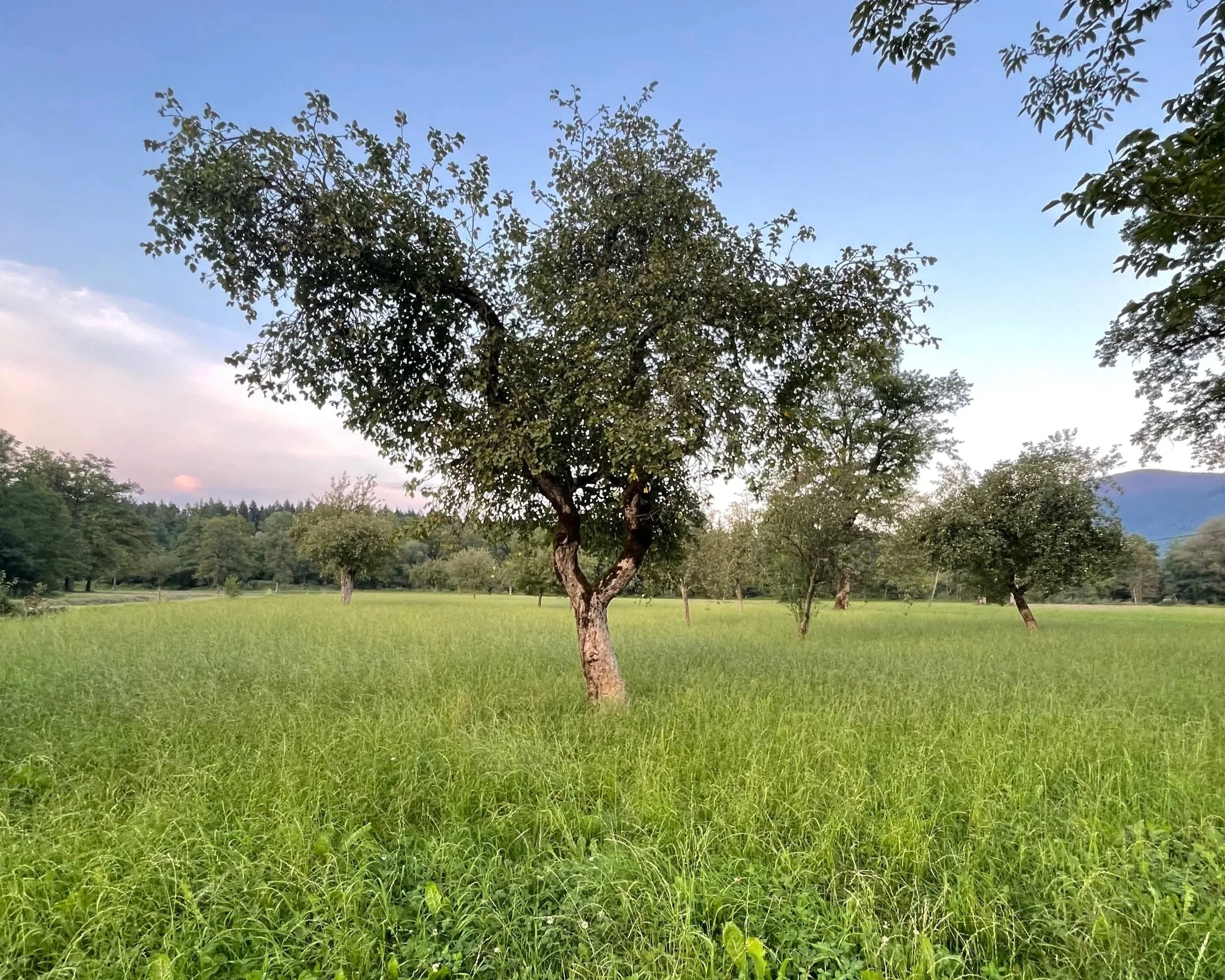 IZ GLAVE V TELO - Grounding po Taiji metodi, 19.4.