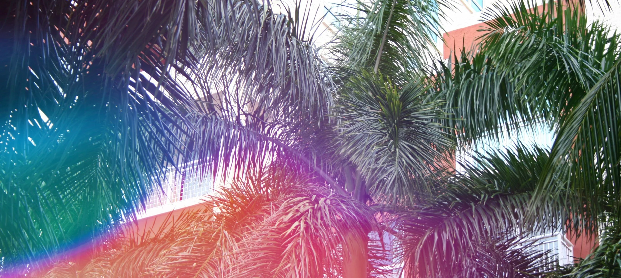 obj_palmtrees.jpg