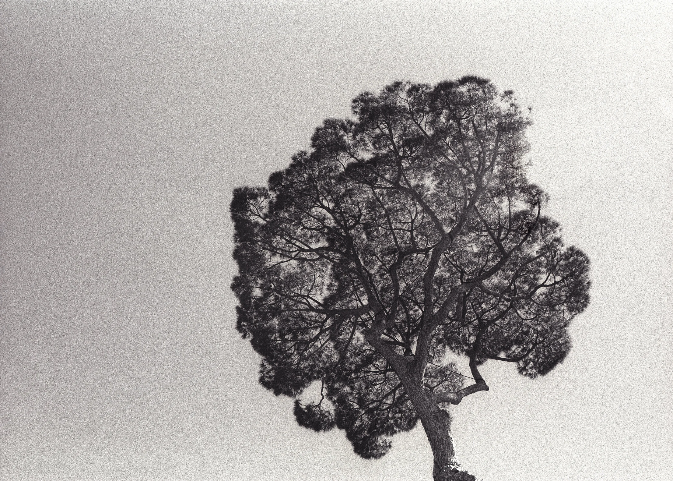 tree_1(50x70)+bisweb.jpg