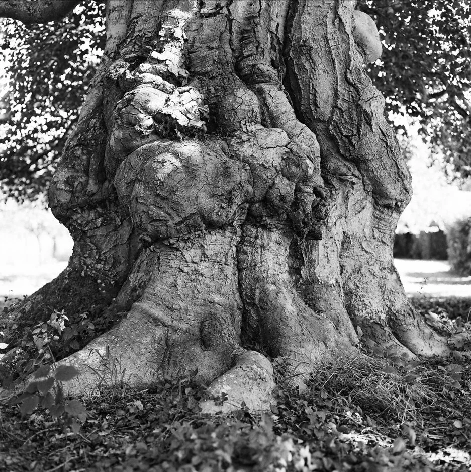 16_hetre_bis_web copie.jpg