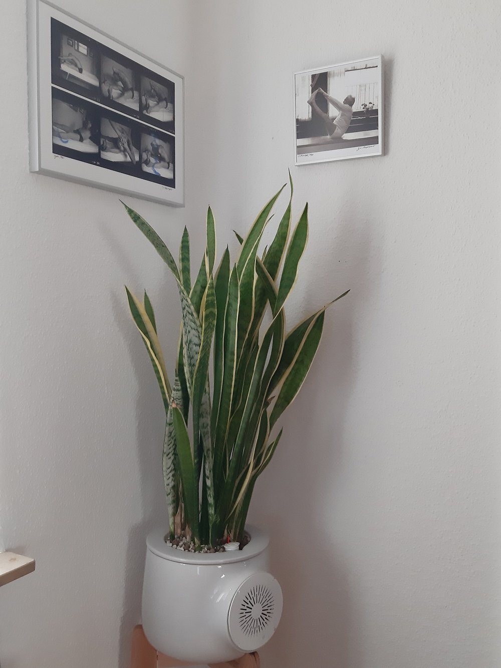 Pilates und Pflanzen! Warum Pflanzen in jedes Pilates-Studio gehören. — pilates-powers