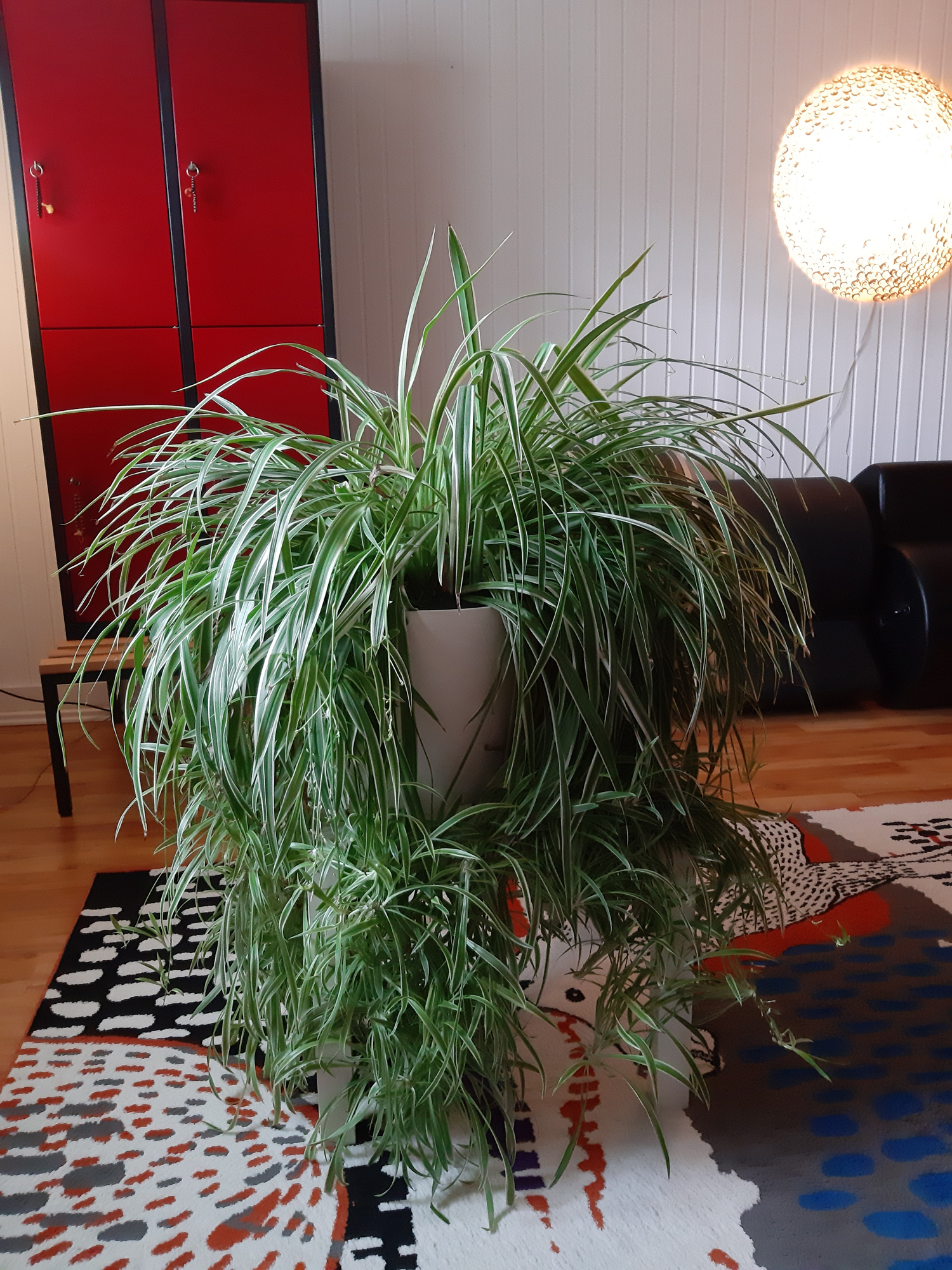 Grünlilie von Helga als Kindel gestiftet in einem Lechuza Plfanzentopf mit Lechuza Substrat.