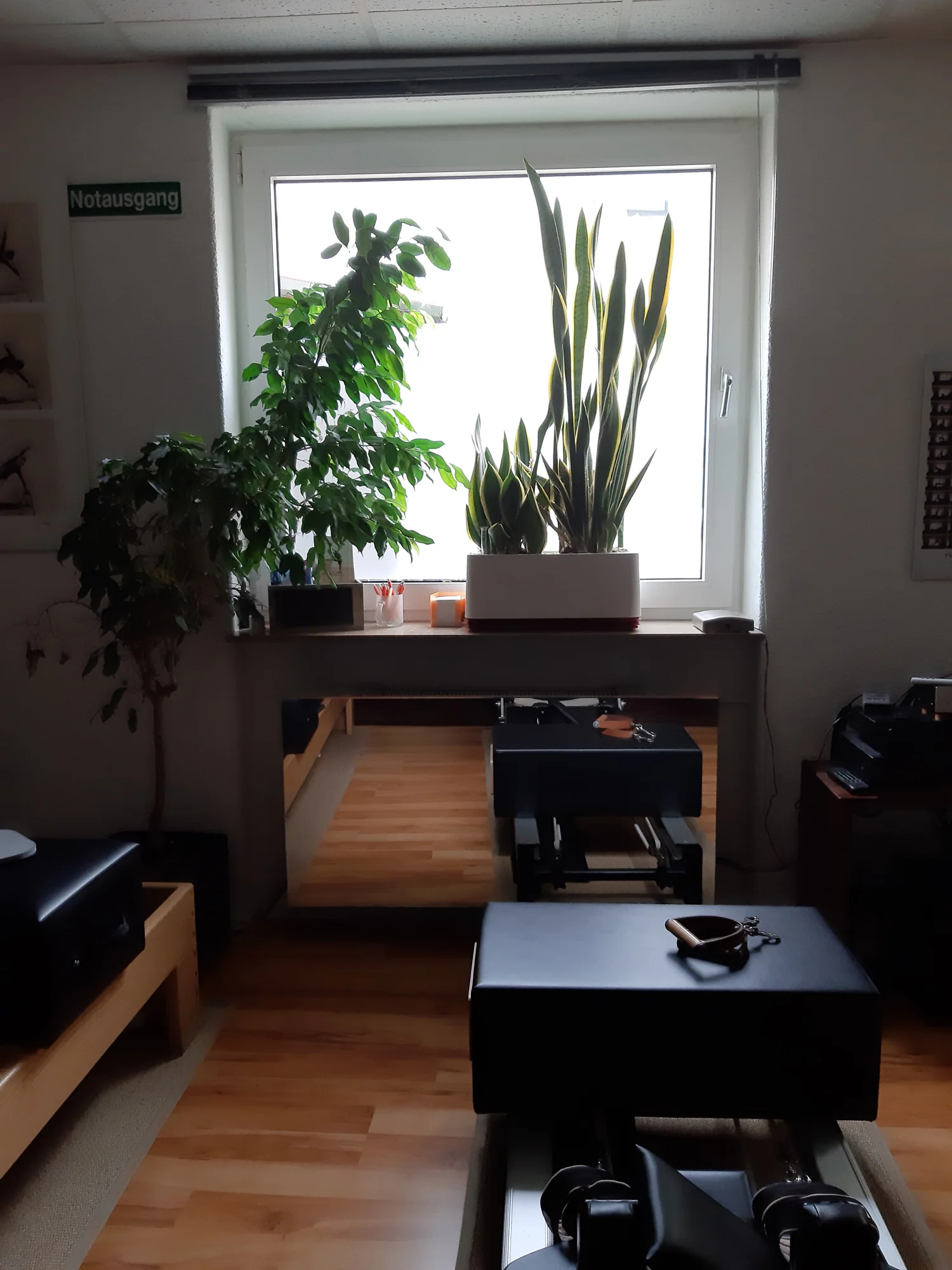 Links Ficus in Lechzua Topf mit Lechuza Granulat. Rechts Bogenhanf in Clairy Topf und Granulat. Im Reformer-Raum.
