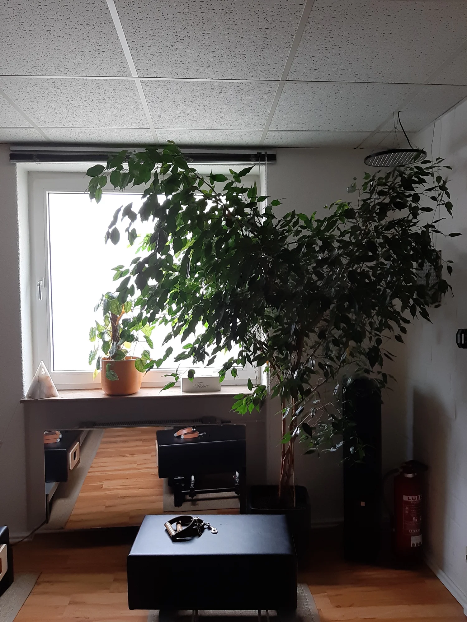 Rechts ein Ficus im Lechuza und entsprechendem Substrat und links eine Efeutute noch in einem normalem Pflanzgefäß.