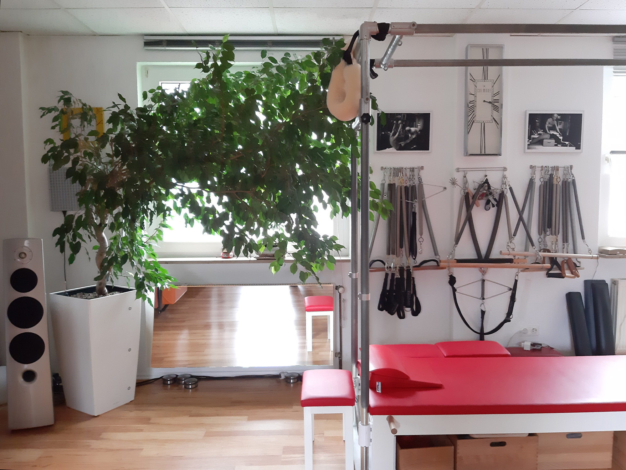 Eindrucksvoller Ficus der ein ganzes Fenster im Tower-Raum in Besitz genommen hat. Angesiedelt im Lechuza Substrat und Topf den er im Sommer auch mal locker in 3 Tagen leer trinkt.