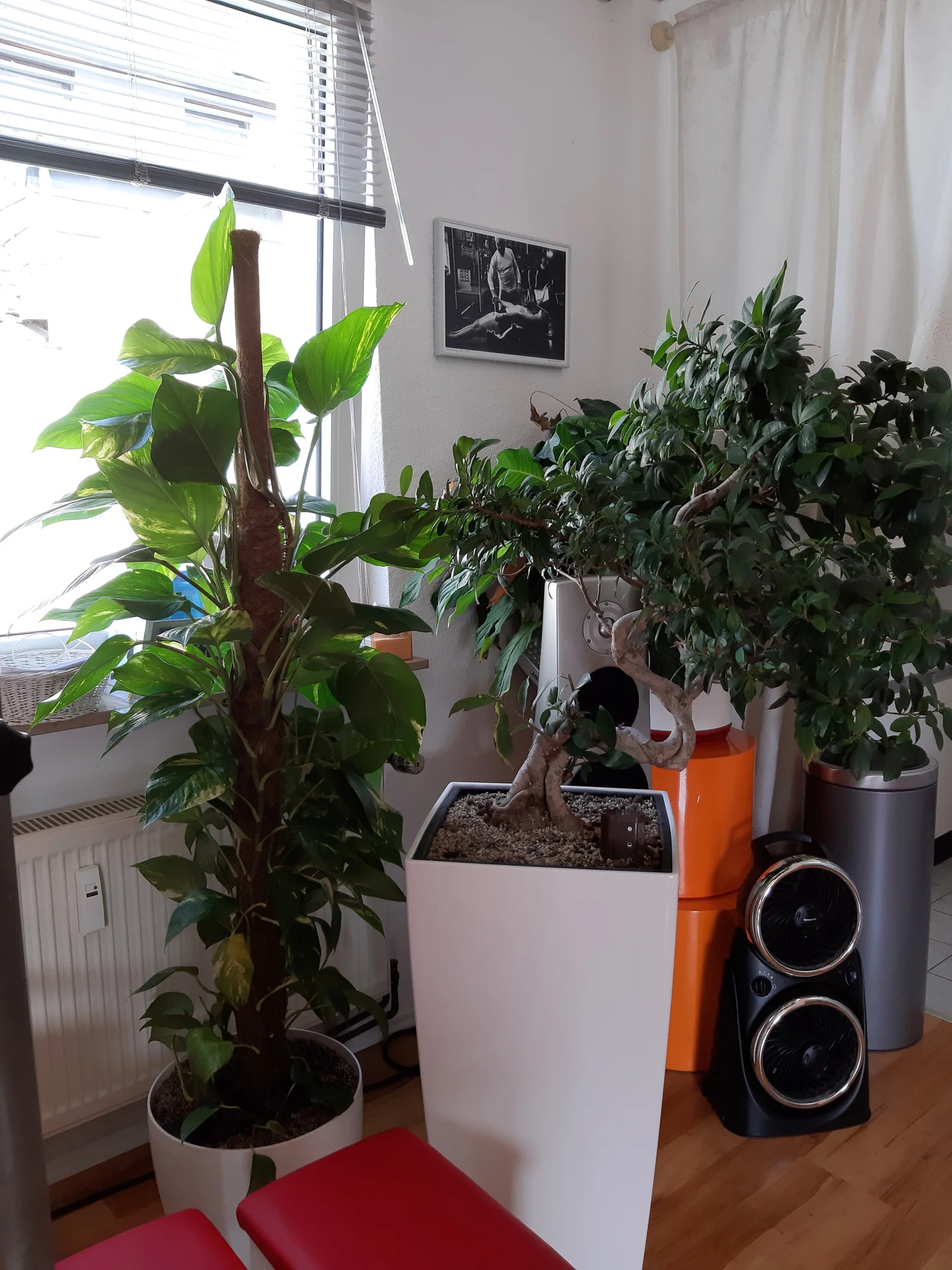 Neuzugang einer Efeutute (Scindapsus) im Tower Raum