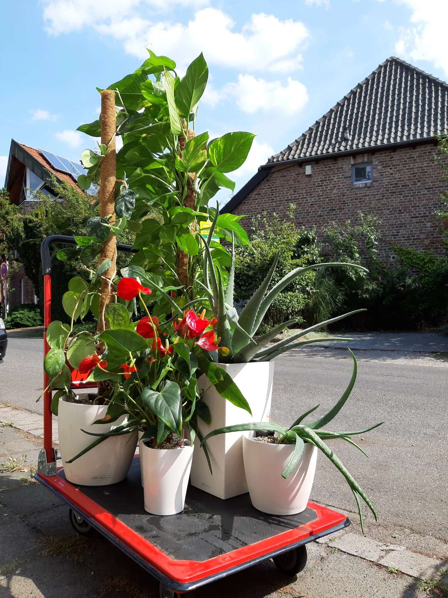 Umtopfaktion von Efeutute und Aloe Vera