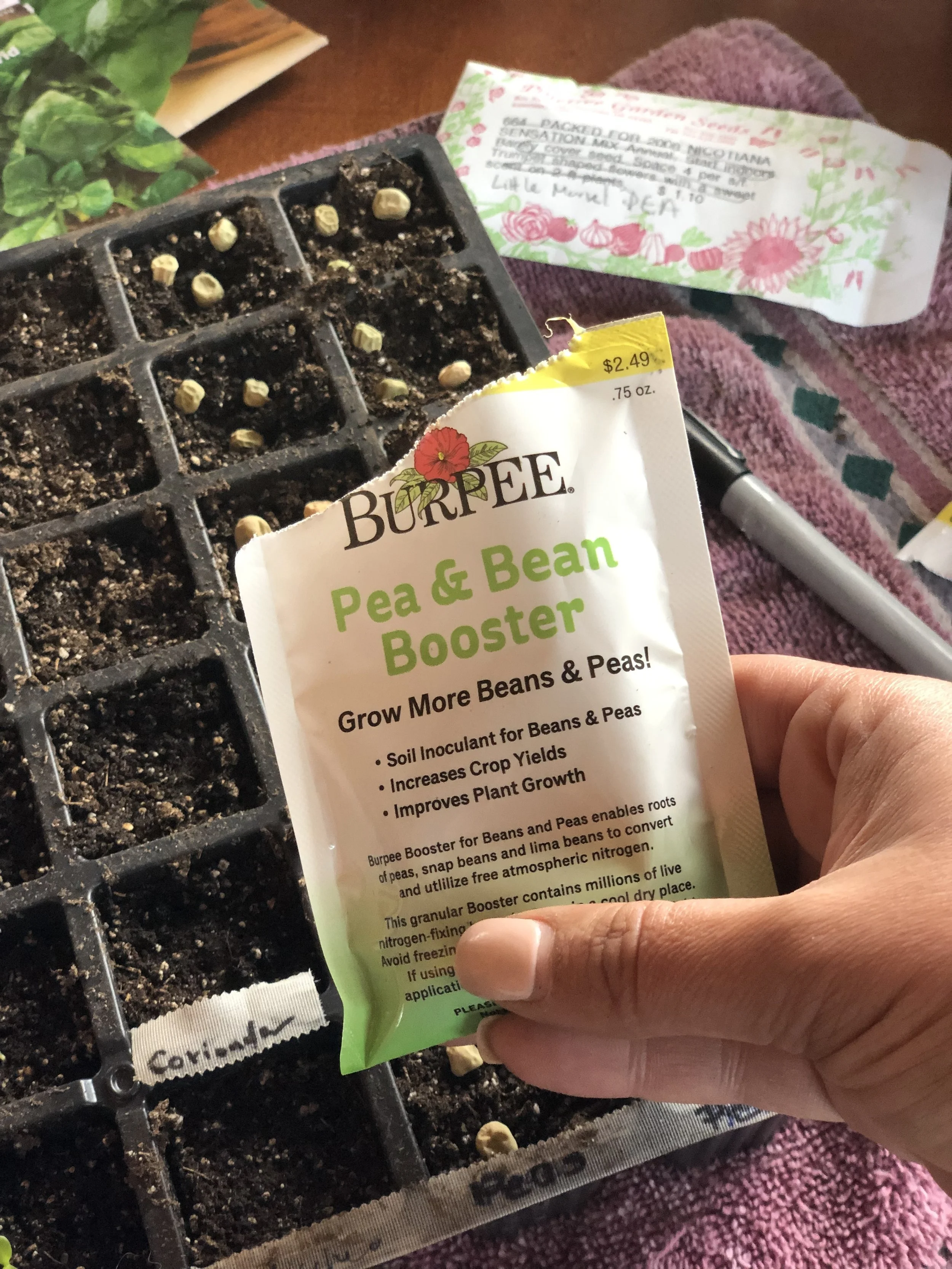 Using a soil inoculate like Brupees Pea and Bean Booster , when planting and transplanting, will help legumes like peas and beans have greater yields.