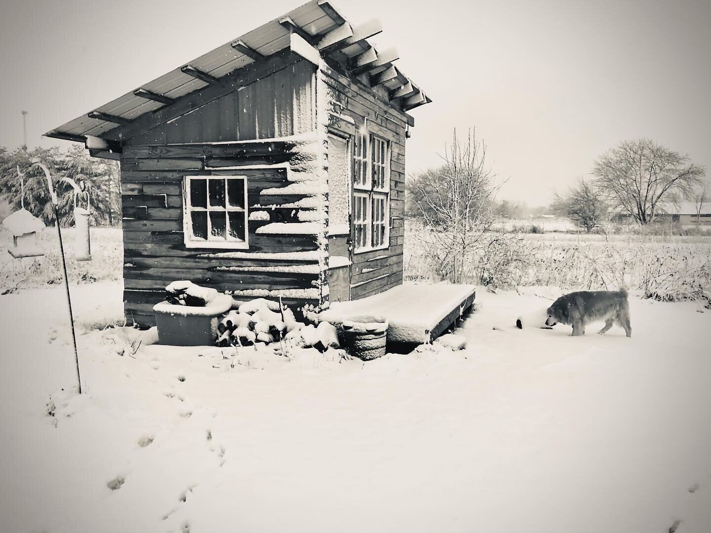 Fun morning walk. #indianaphotographer #snowphotography #blackandwhitephotography